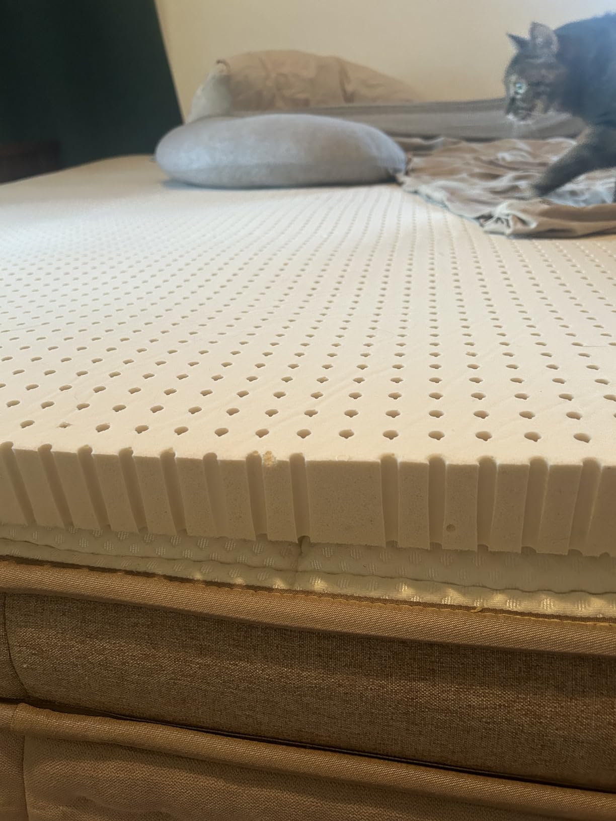 Pure Green Natural Latex Mattress Topper - Firm - 2 Inch - Queen Size (GOLS Certified Organic) customer photo 1