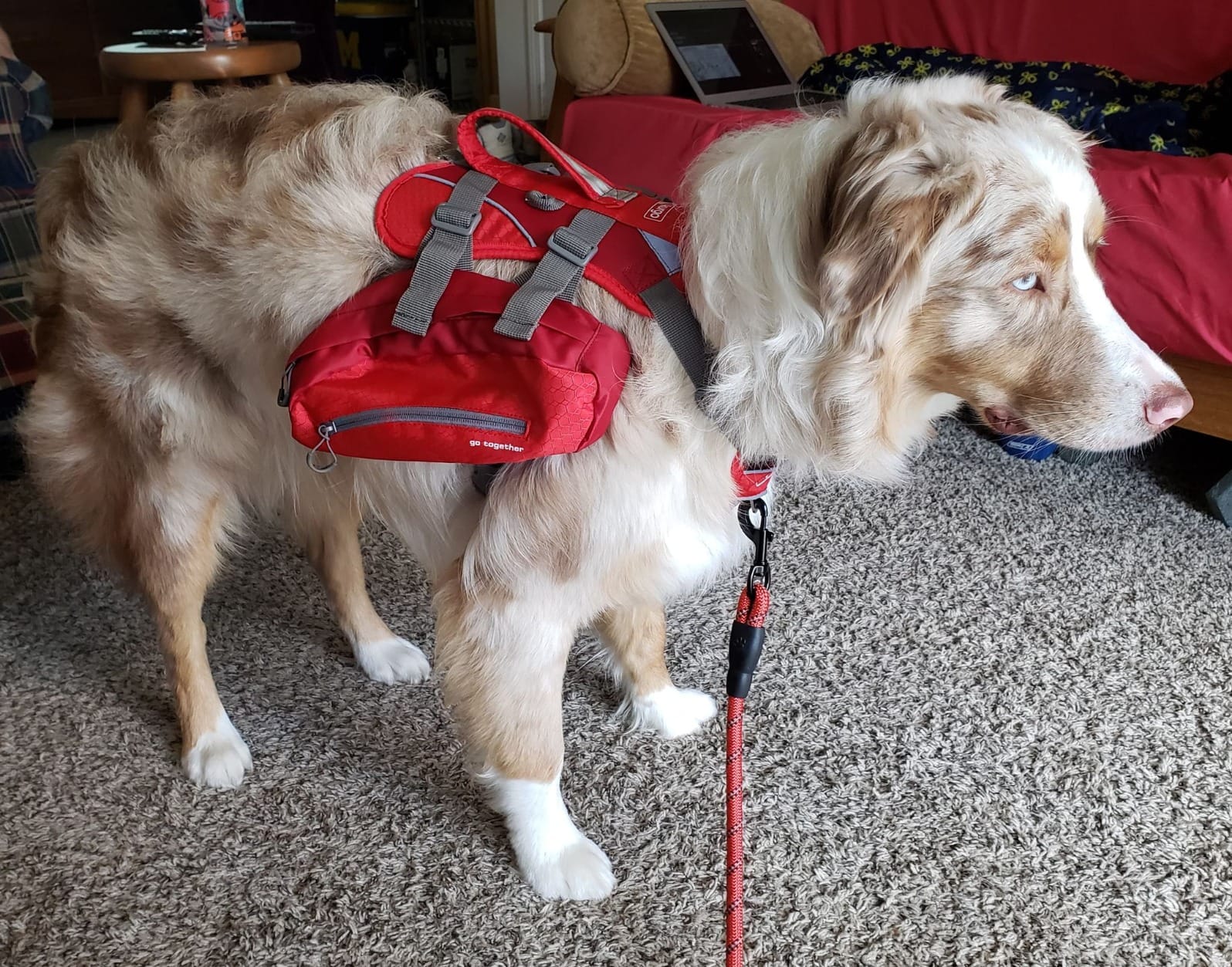 Kurgo Baxter Dog Backpack Harness, Coastal Blue customer photo 1