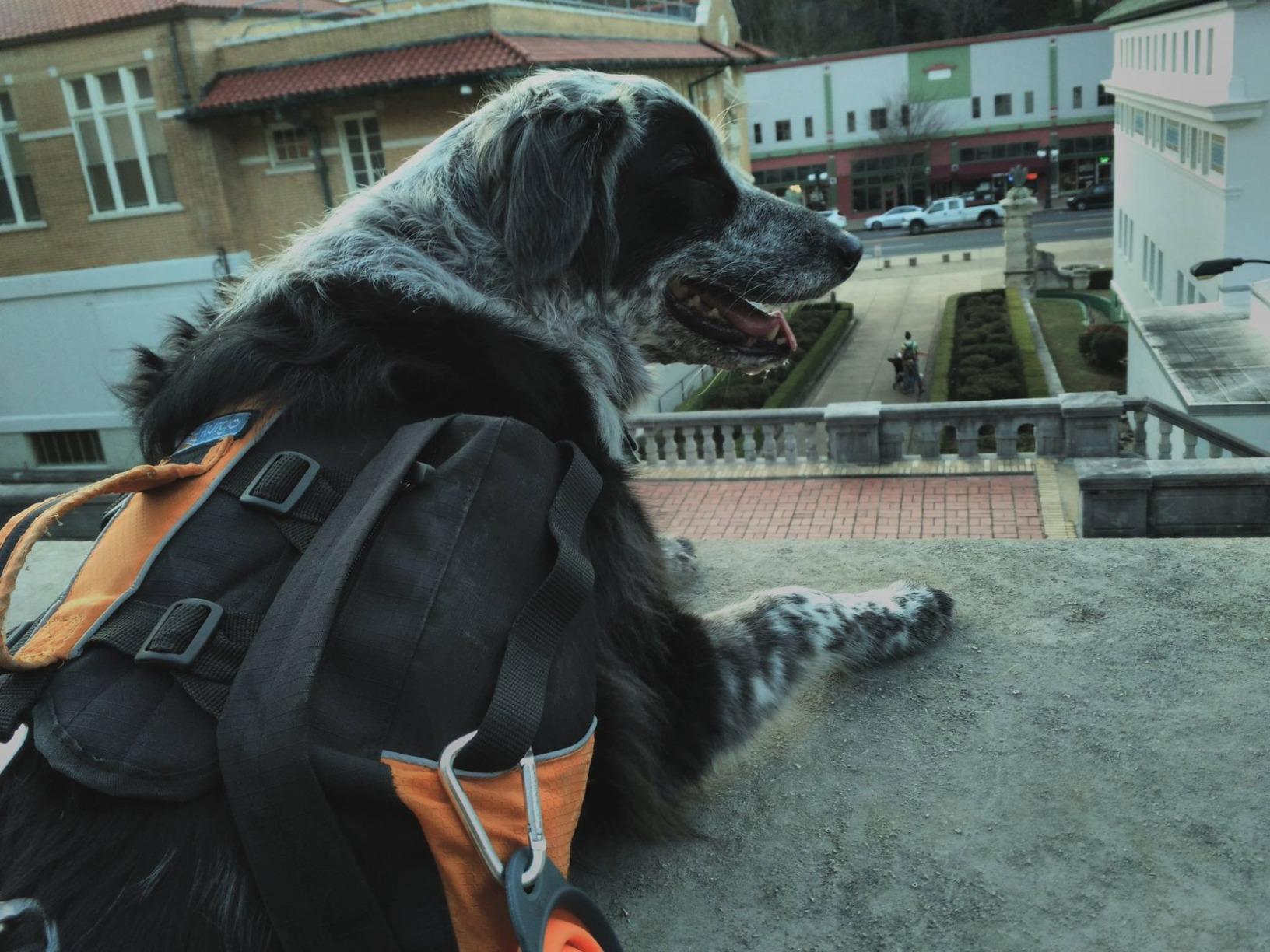 Kurgo Baxter Dog Backpack Harness, Coastal Blue customer photo 2