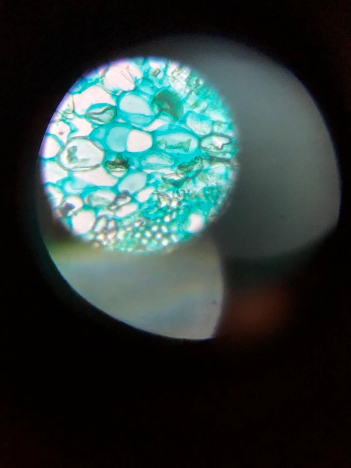 AmScope M102C-PB10 1000X Biological Compound Microscope with Prepared customer photo 2