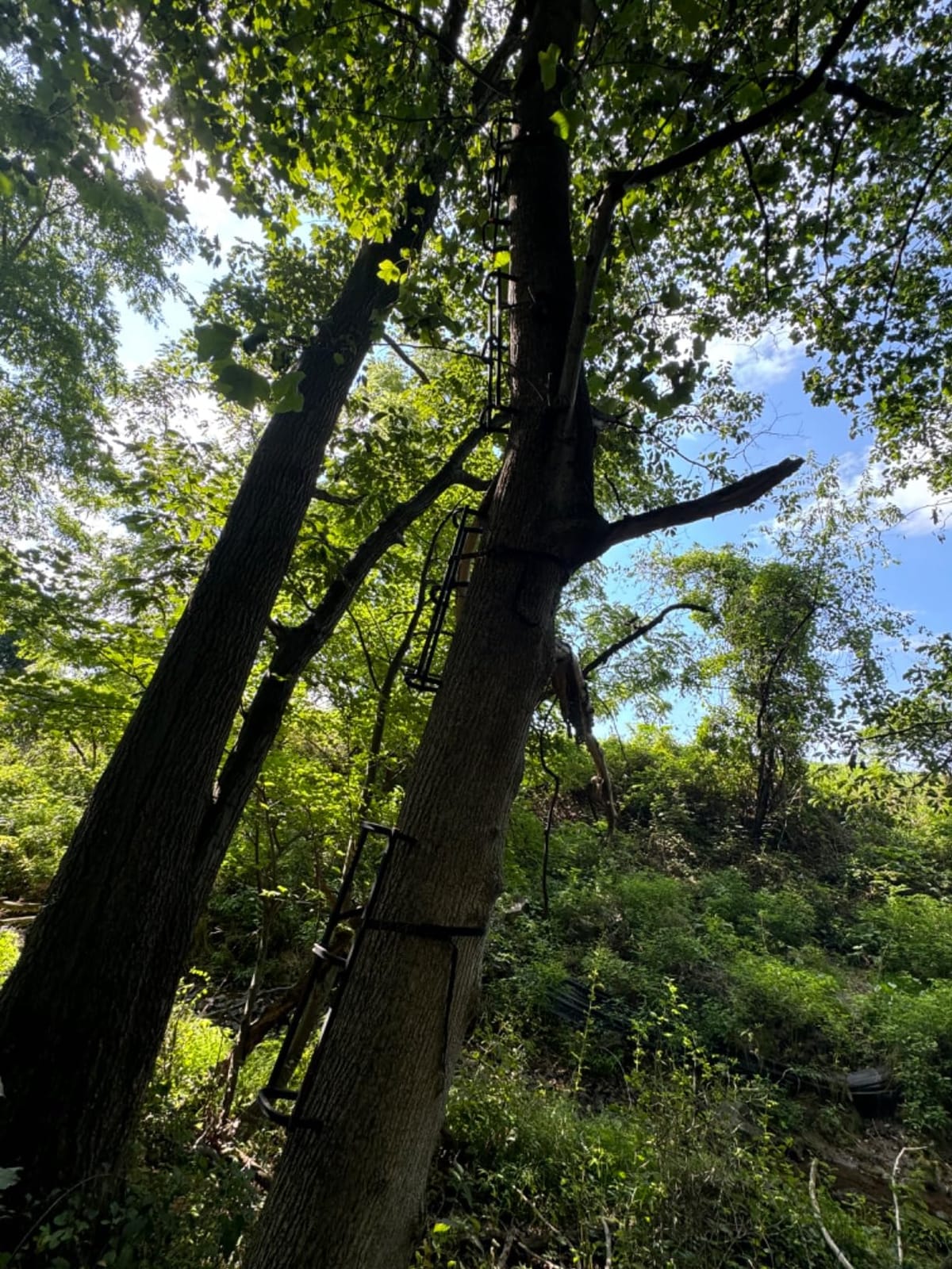 Muddy Hunting Climbing Gear for Tree Stands customer photo 1