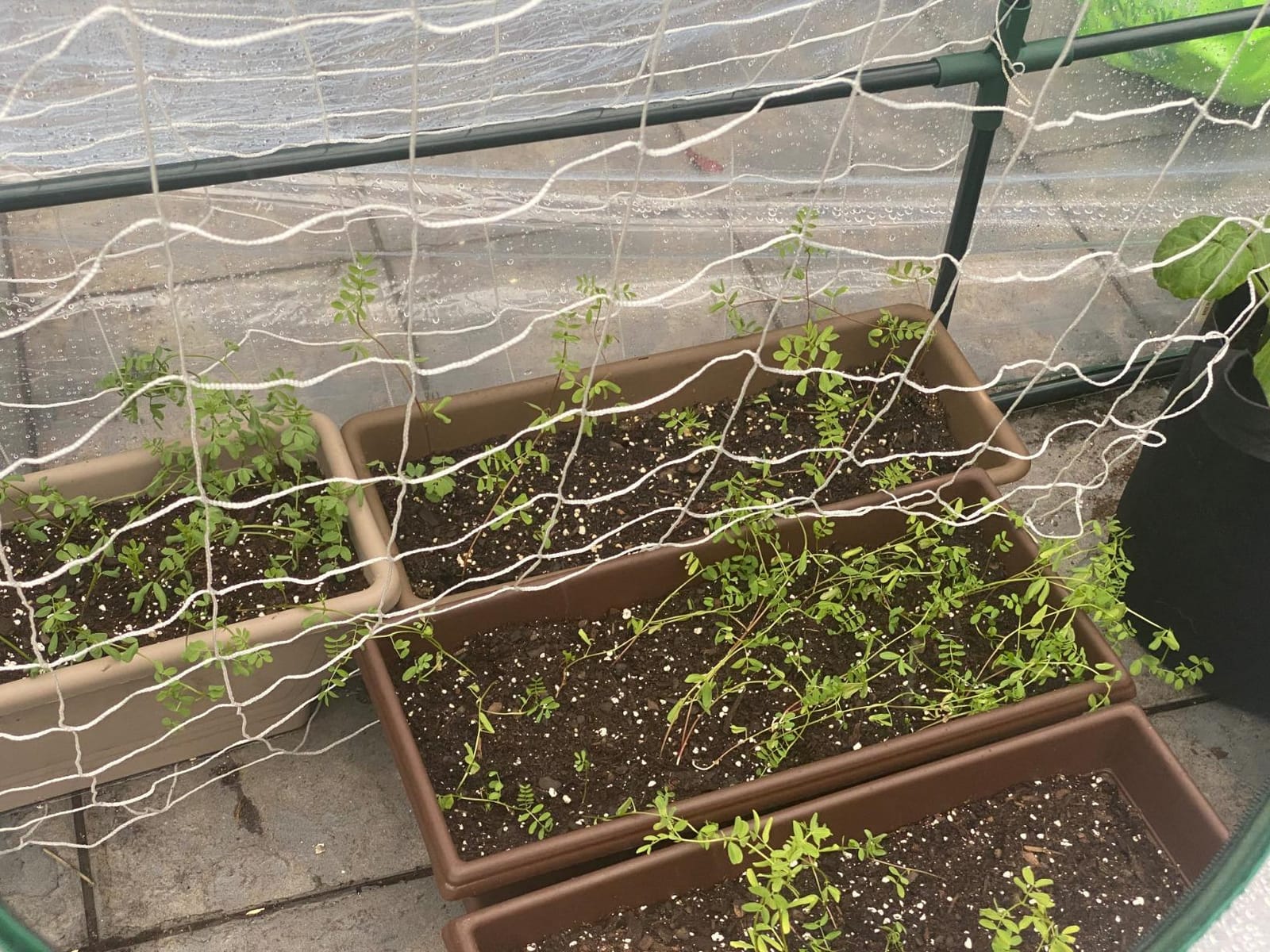 Quictent Mini Greenhouse for Indoor Outdoor, Portable Quick-Setup Tabletop customer photo 2