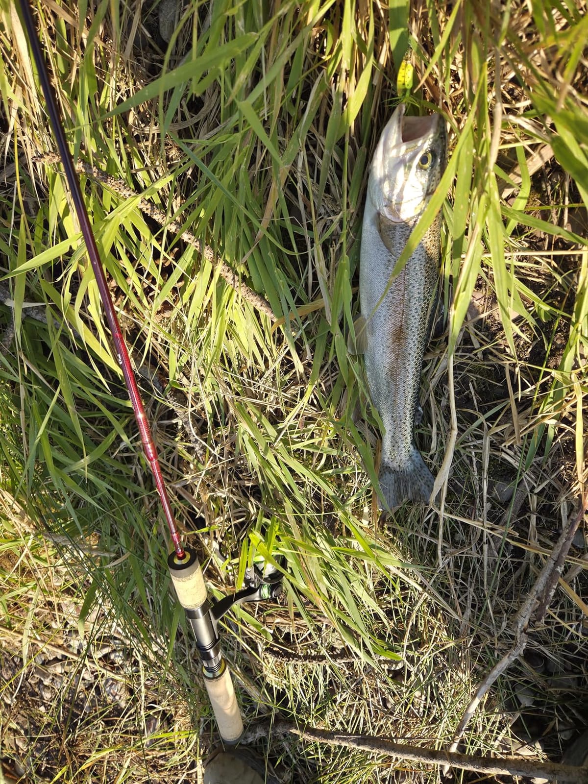 Daiwa Spinmatic-D Ultralight Pack Rods customer photo 2