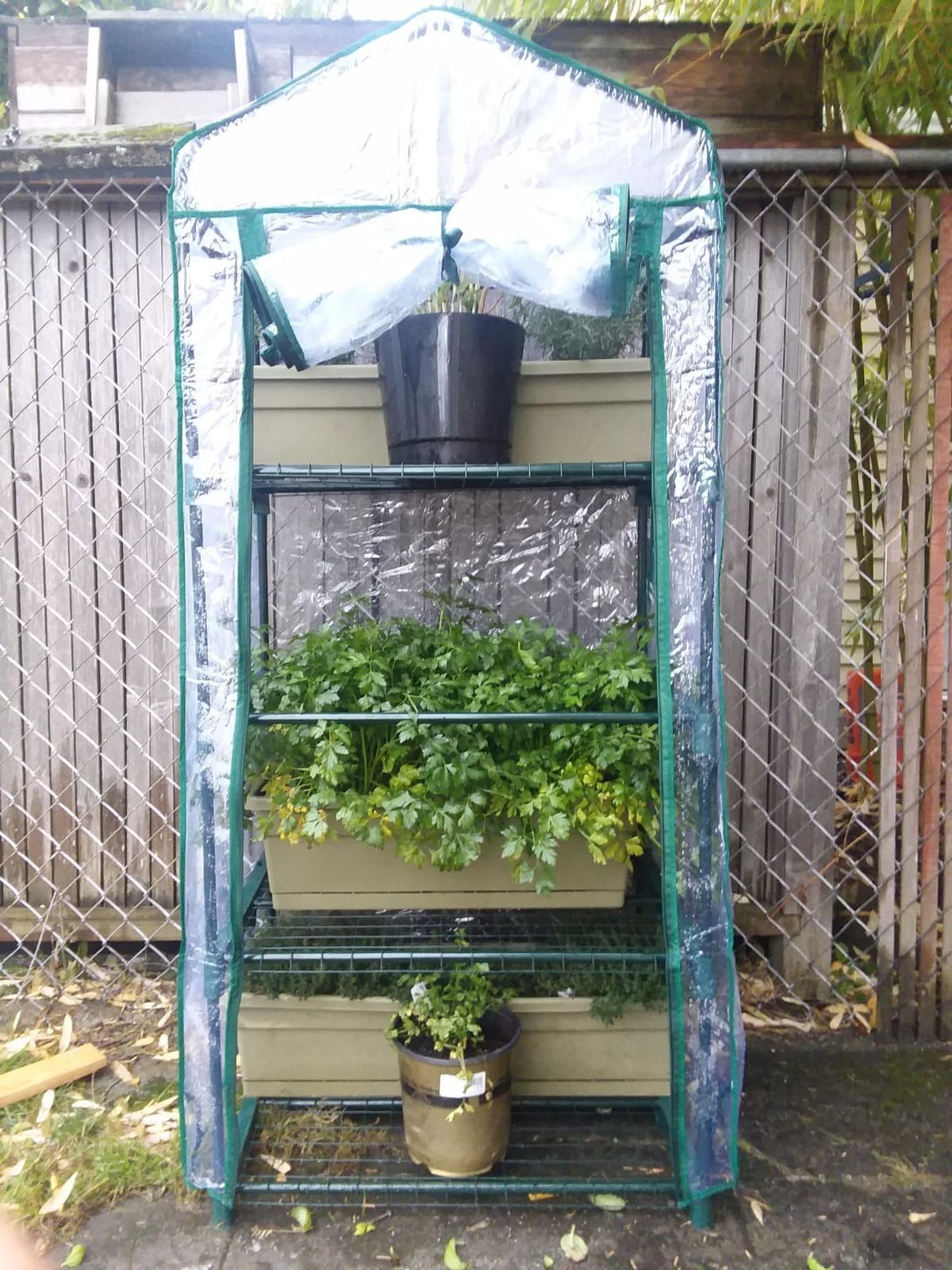 Pure Garden 4 Tier Mini Greenhouse, 27.5x19x63-Inch customer photo 2