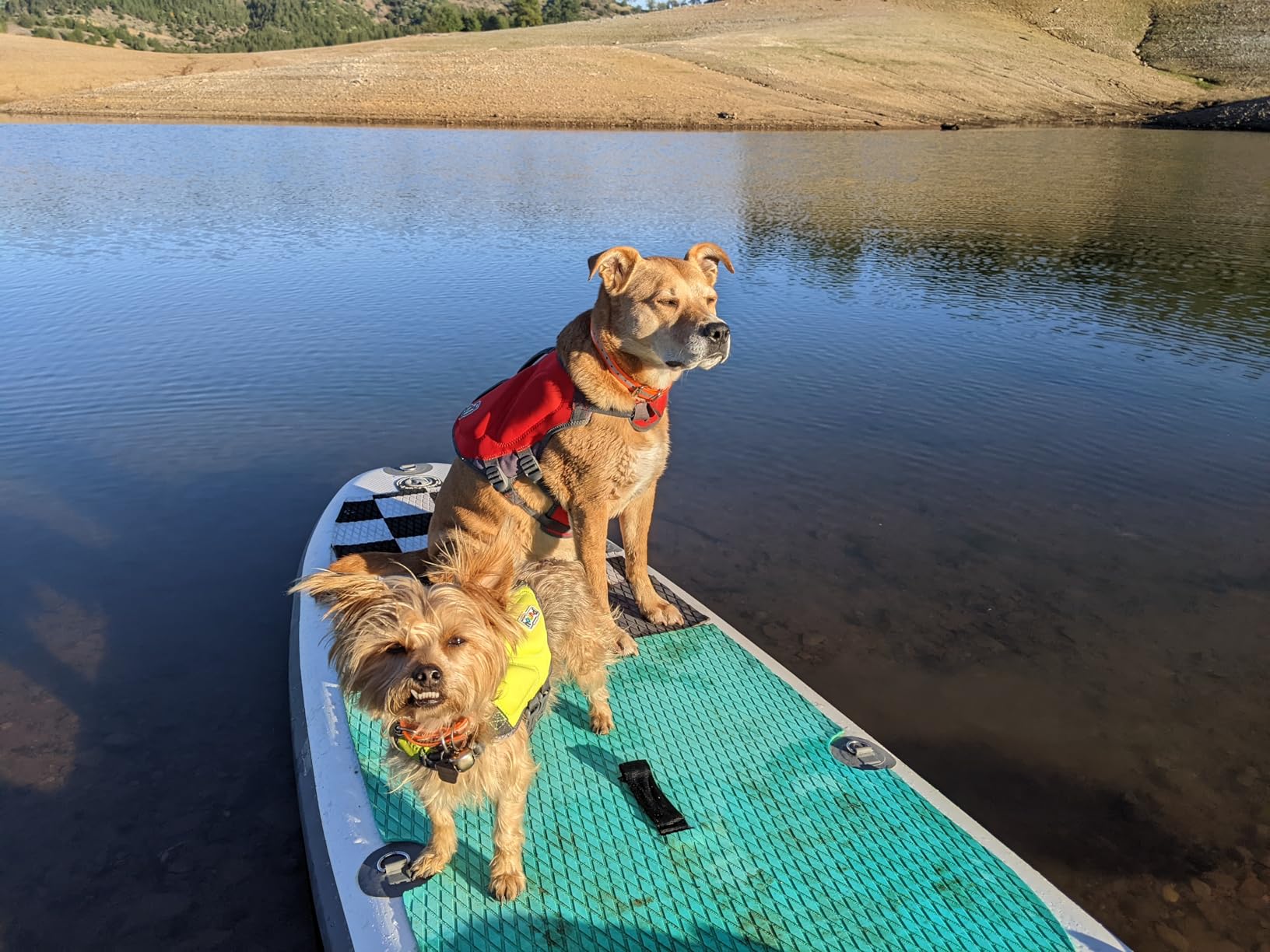 Outward Hound Dawson Swim Dog Life Jacket, Life Vest, Red, Large customer photo 2