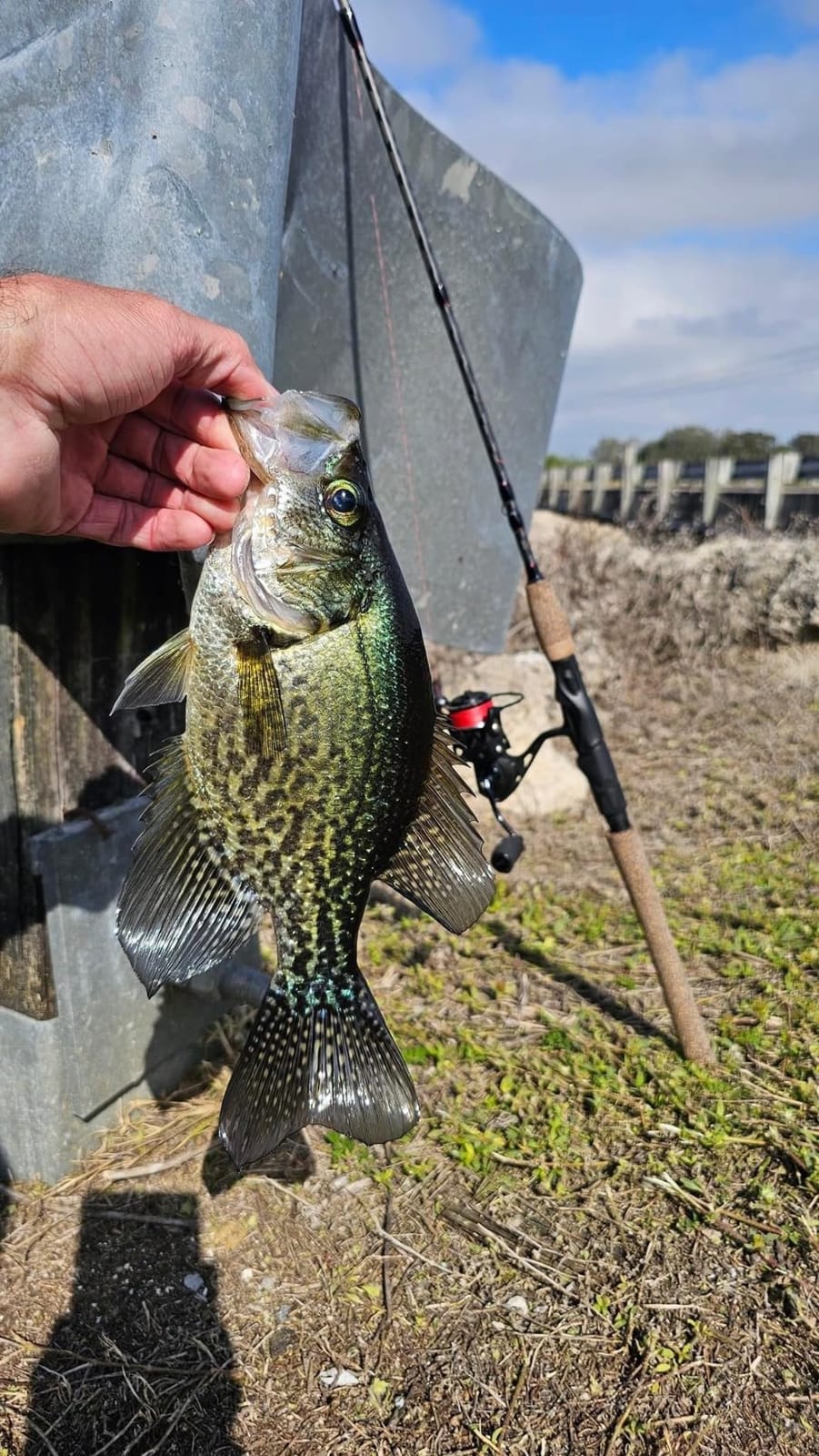 Berkley 8’ Lightning Rod Trout Rod, Two Piece Trout Rod, 2-6lb Line Rating, Ultra Light Rod Power, Moderate Action, 1/32-1/4 oz. Lure Rating customer photo 1