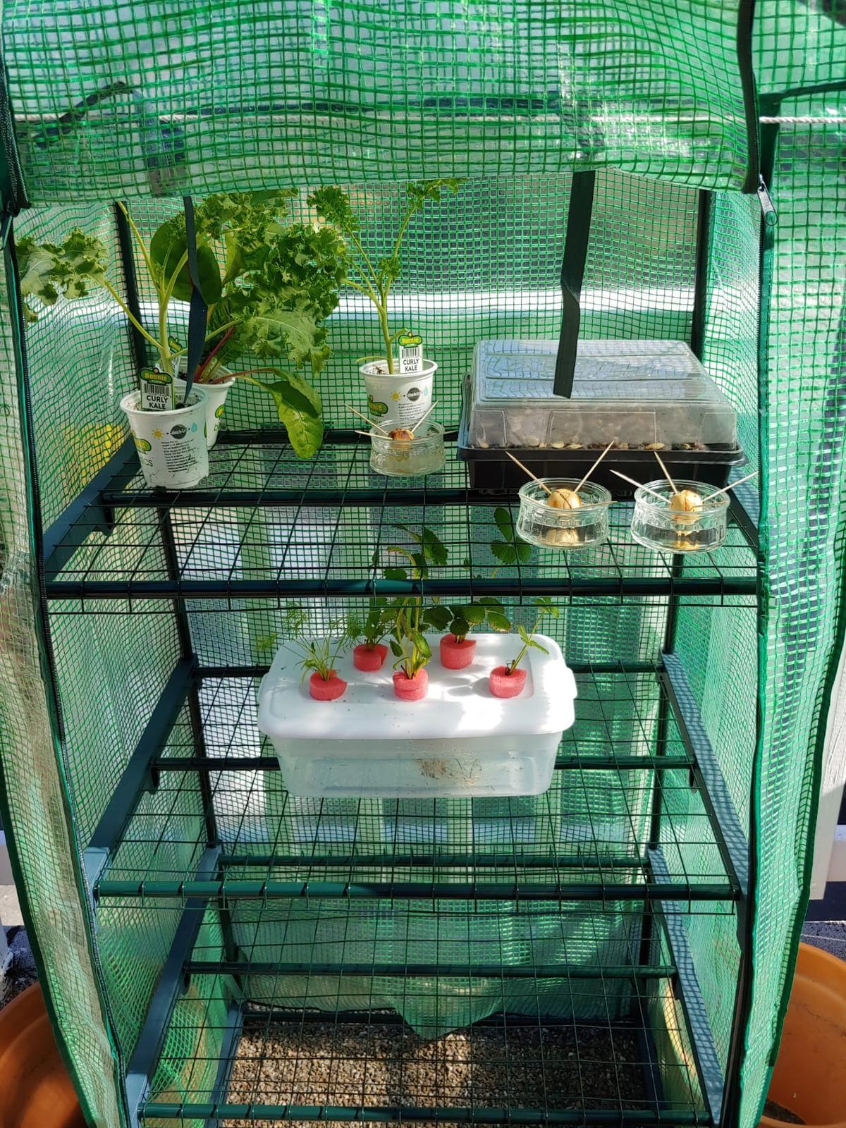 4 Tier Mini Greenhouse Indoor Outdoor with PE Cover and Roll-Up Zipper Door, Portable Waterproof Cloth Greenhouse Tent Grow Seeds & Seedlings, 2.3x1.5x5.3 FT customer photo 2