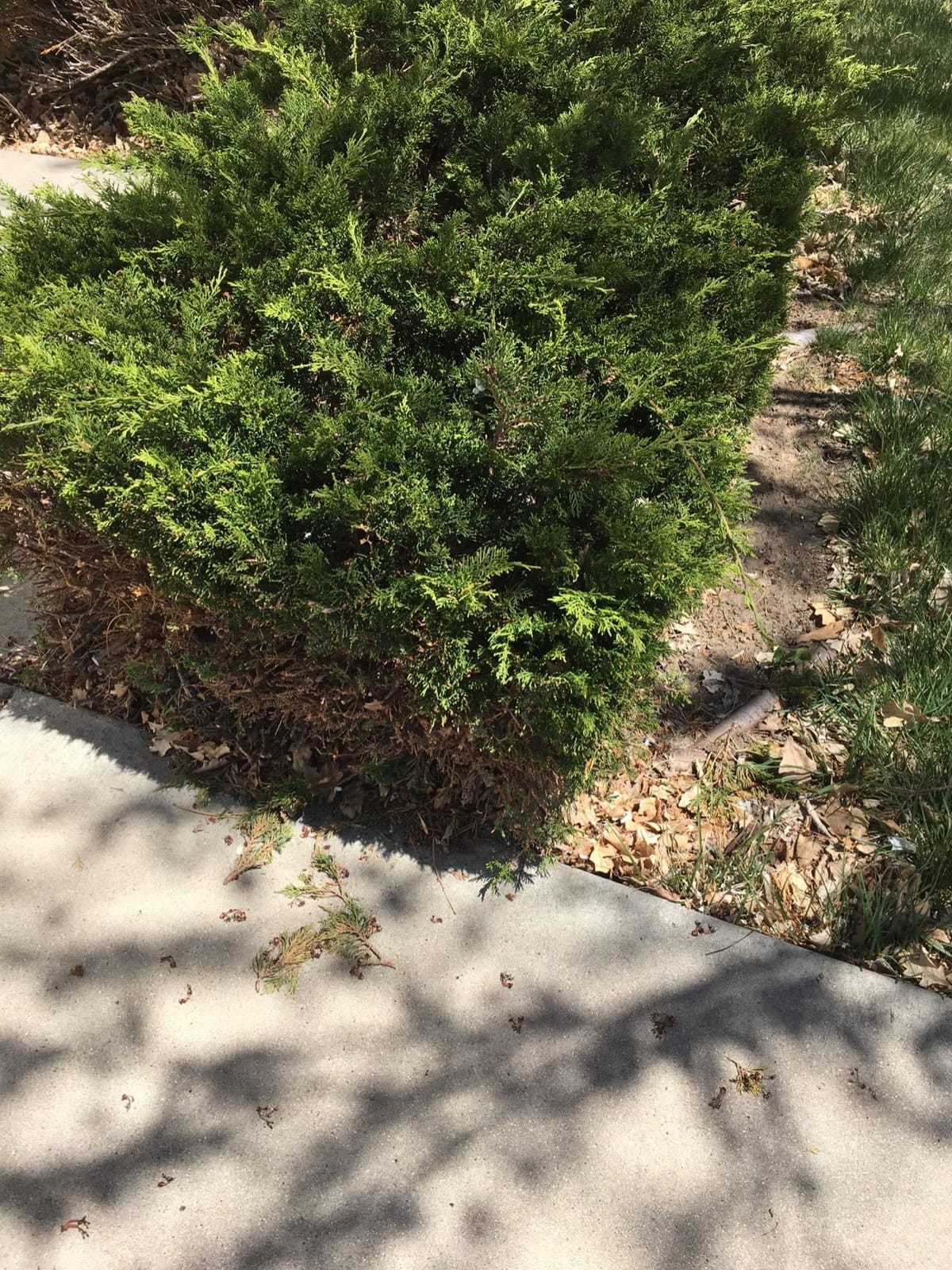 BLACK+DECKER Electric Hedge Trimmer, 16-Inch 3.0 Amp Compact Corded Power Hedge Trimmer (BEHT100) customer photo 2