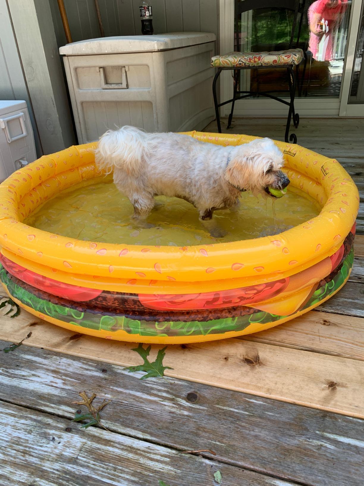 Kiddie Pool, Watermelon Hamburger Ice Cream Inflatable Pool, Water Pool in Summer, Pit Ball Pool of 45 Inches customer photo 2