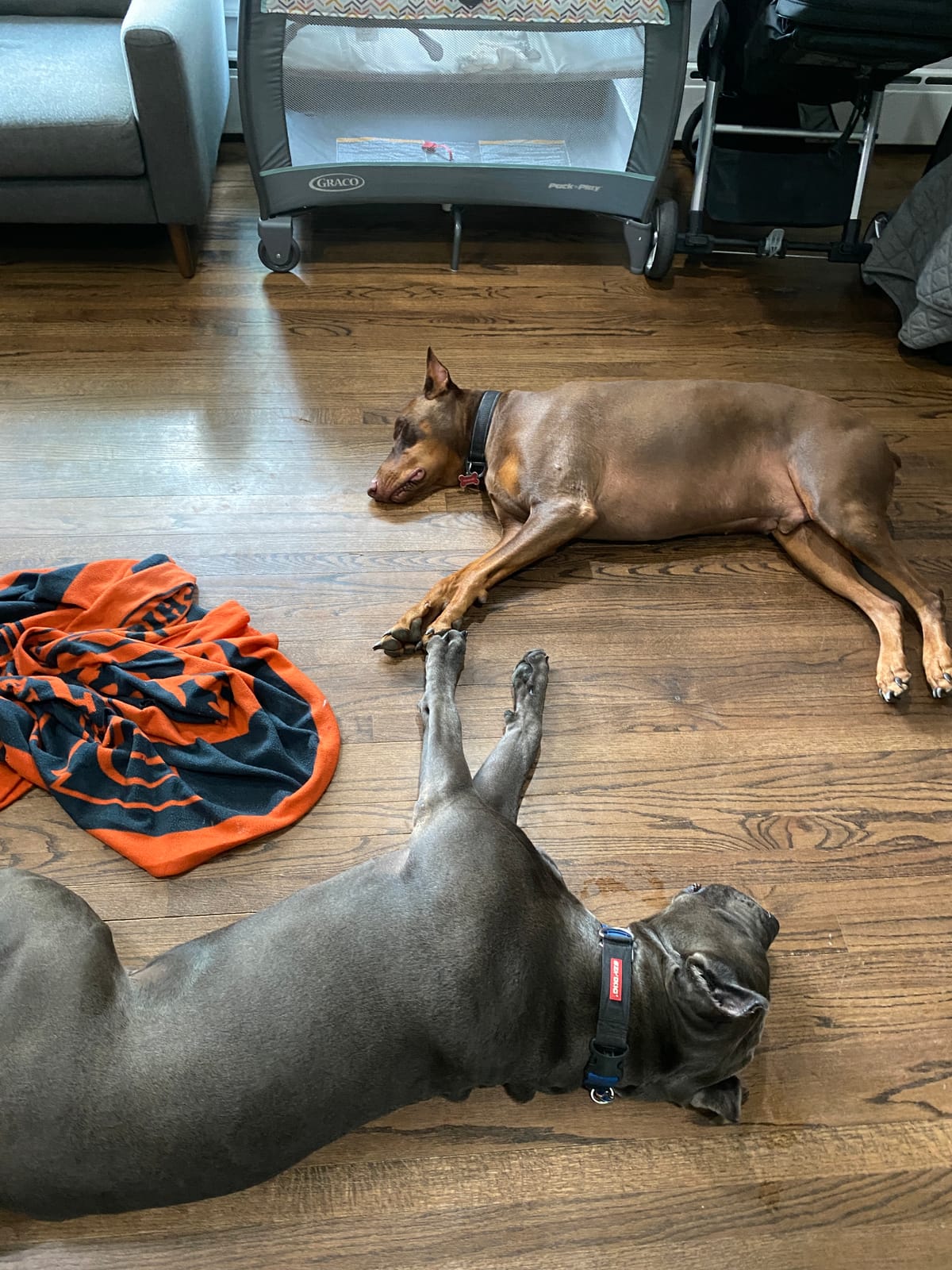 PetSafe Spray Bark Collar customer photo 1