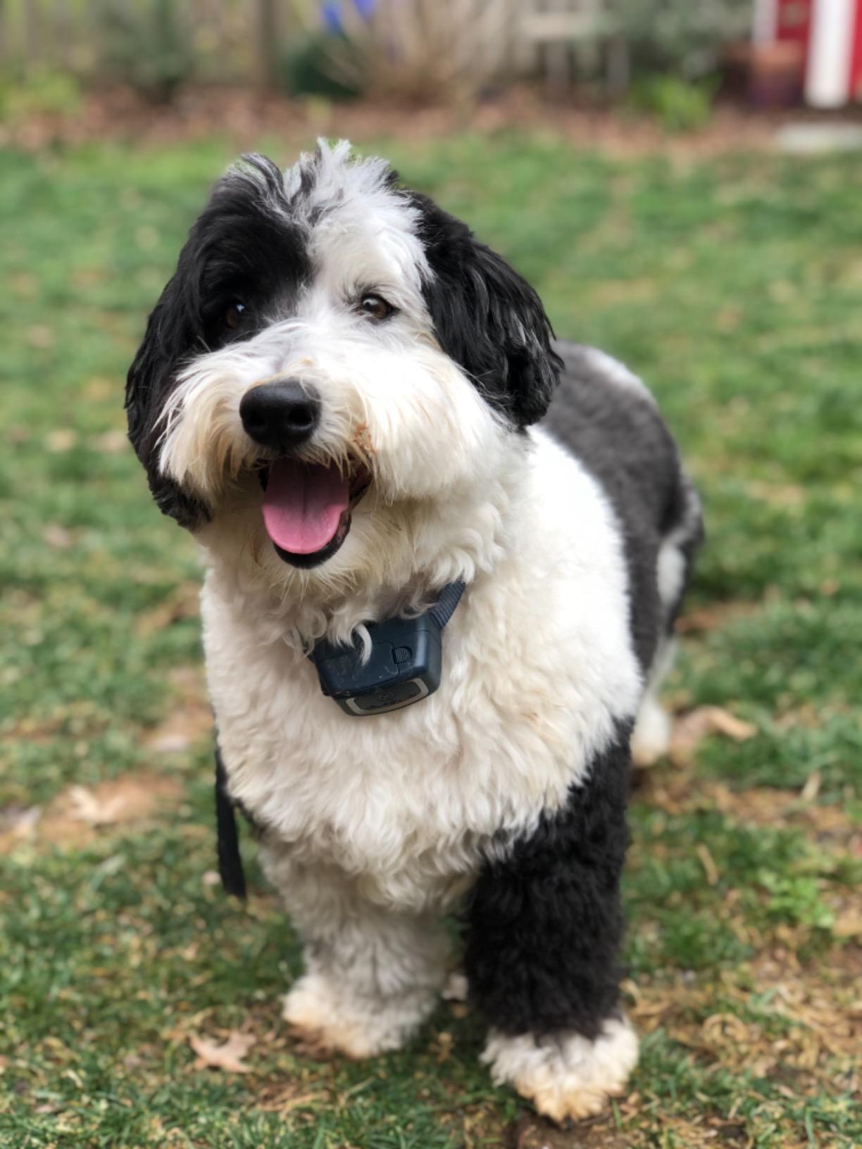 PetSafe Spray Bark Collar customer photo 2
