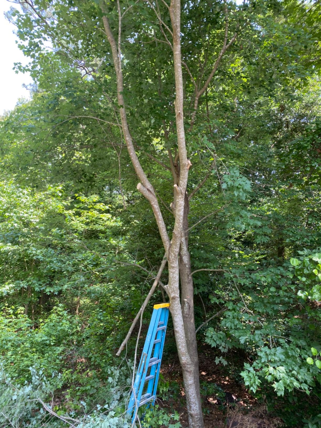 CRAFTSMAN V20 Cordless Pole Saw, 14-Foot, Battery and Charger Included, Pole Saws for Tree Trimming, Up to 325 Cuts per Charge, 4.0Ah, Electric Tree Trimmer (CMCCSP20M1) customer photo 2