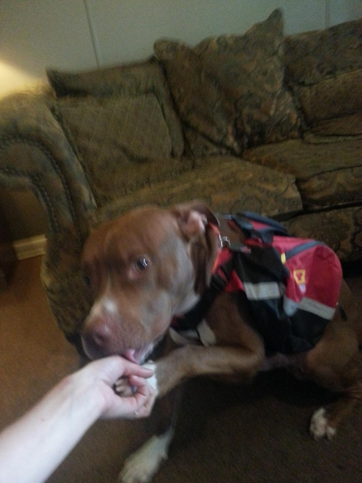 Mountainsmith K9 Dog Pack customer photo 1