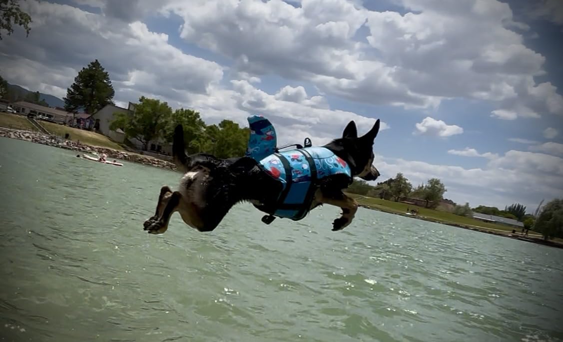 ASENKU Dog Life Jacket - Pet Safety Vest for Swimming & Boating, Shark Life Jacket with Floatation, Dog Lifesavers Swimsuits for Small Medium Large Dogs (Grey, XL) customer photo 2