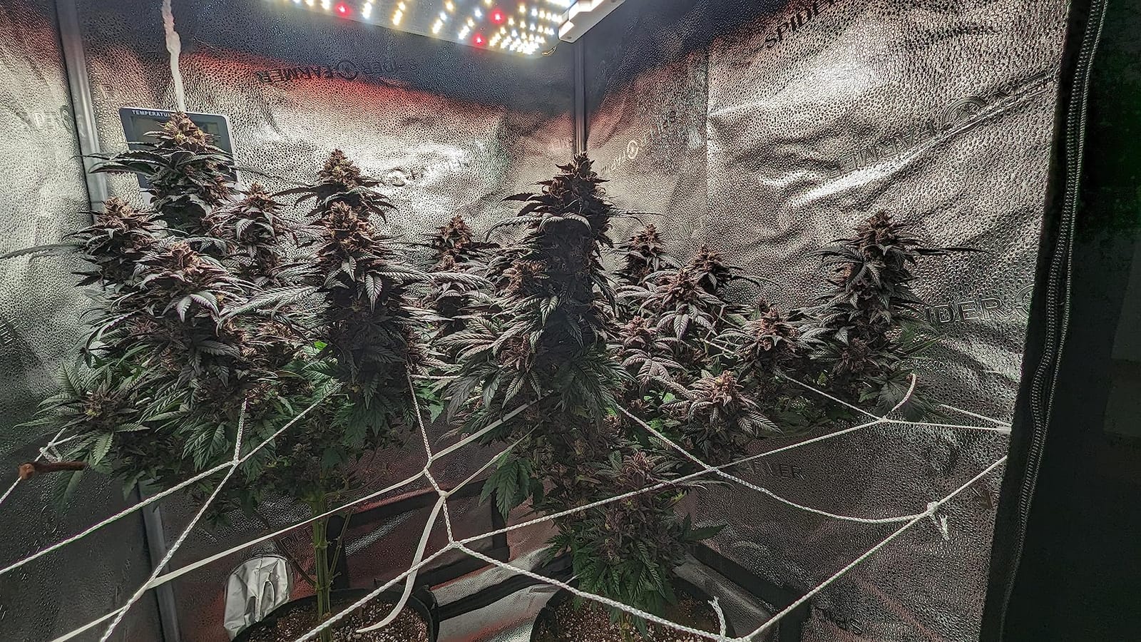 Spider Farmer SF1000 LED Grow Lights for Indoor Plants in 2x2/3x3 Grow Tent customer photo 1