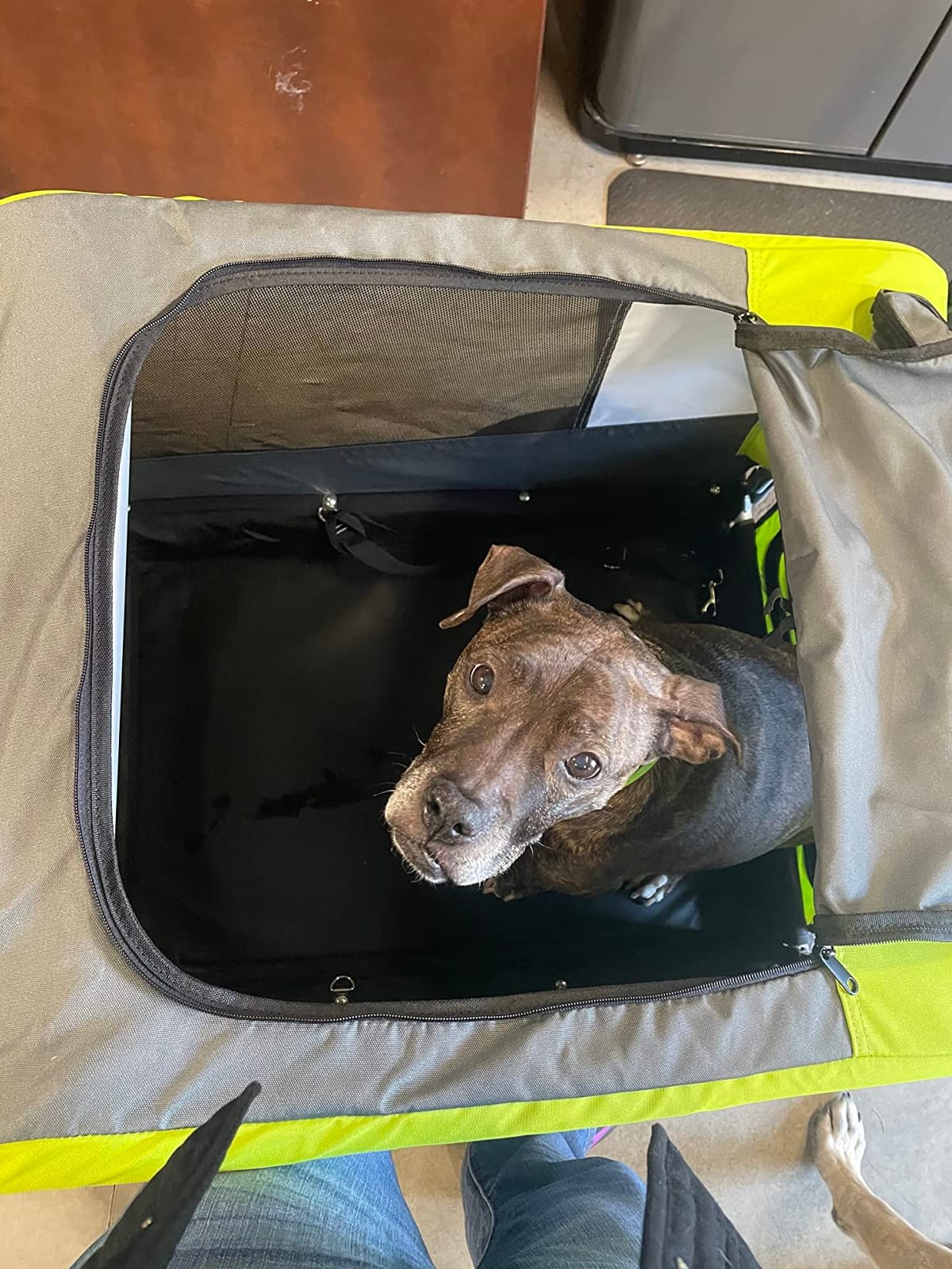 Tiggo Veelar Sports Pets Large Dog Bike Trailer & Stroller for Medium,Large Dog or Multiple Small Dogs, Pet Stroller for Dogs Up to 78 lbs, Parking Brakes, Low Center of Gravity customer photo 1