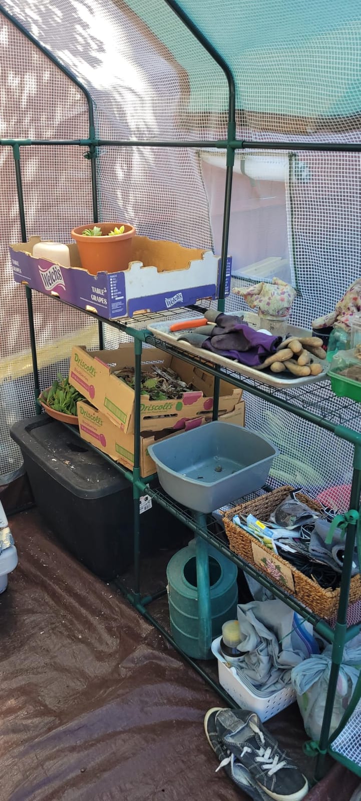 Portable Walk-in Greenhouse for Outdoors, 56x30x76 Plant House with Shelves customer photo 1