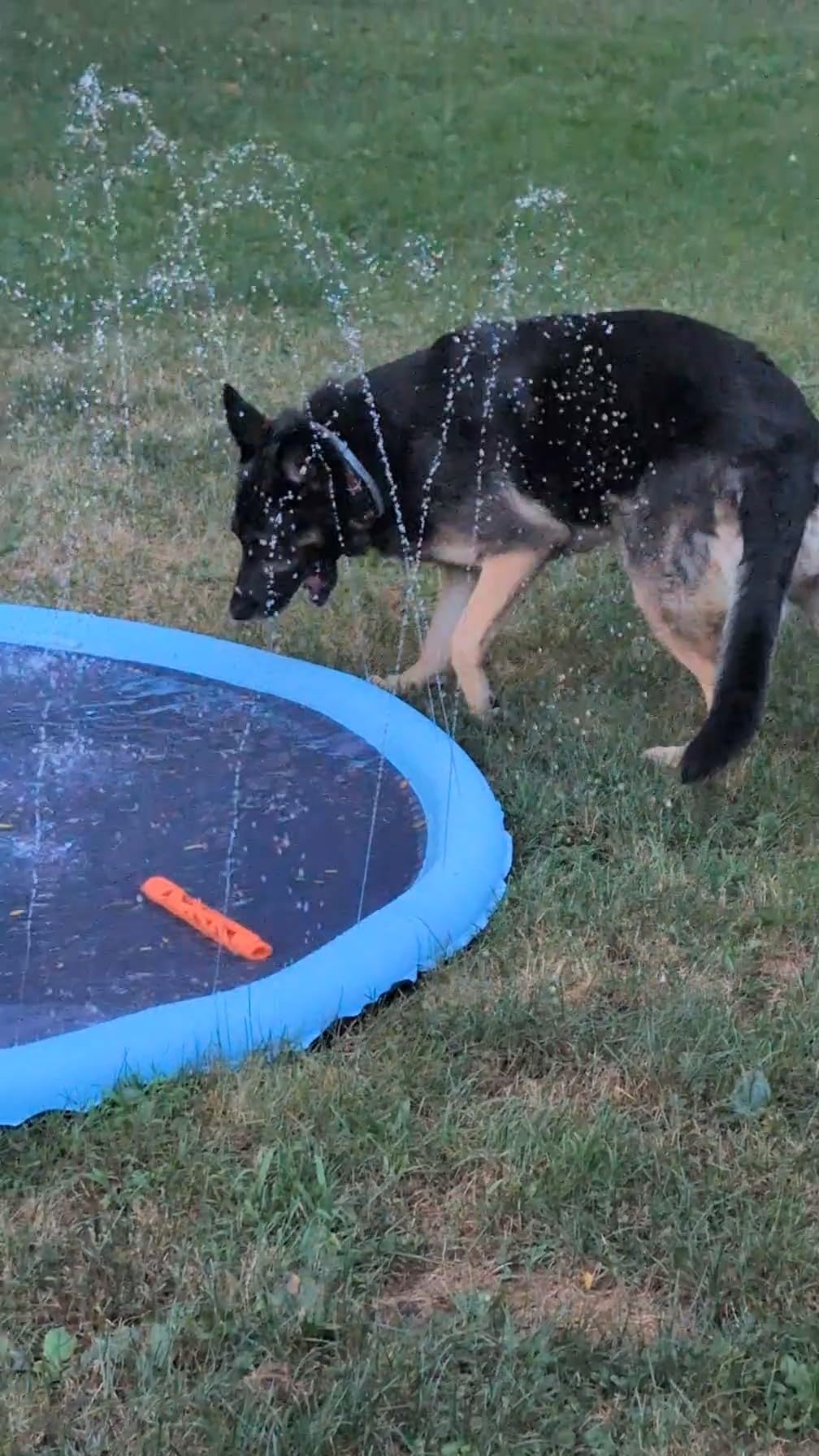 Peteast Dog Pool, Anti-Slip Splash Pad for Dogs, 67 in, Blue customer photo 2