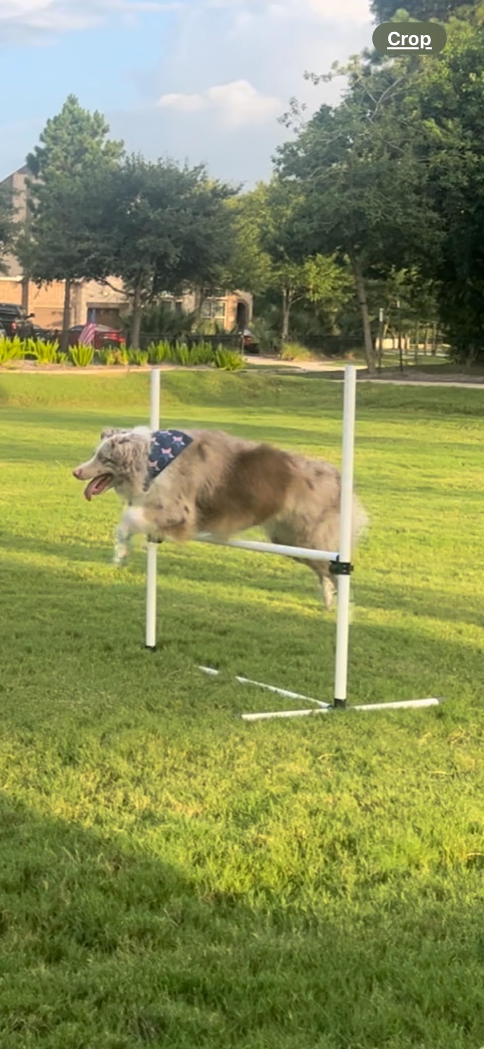 PawHut 4 Piece Dog Agility Training Equipment for Dog Agility Course Blue customer photo 2