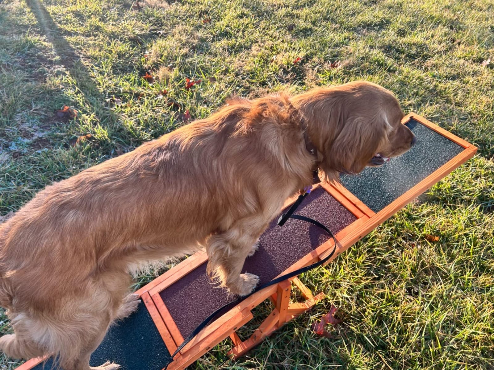 PawHut Wooden Dog Agility Seesaw for Exercise71 L x 12
