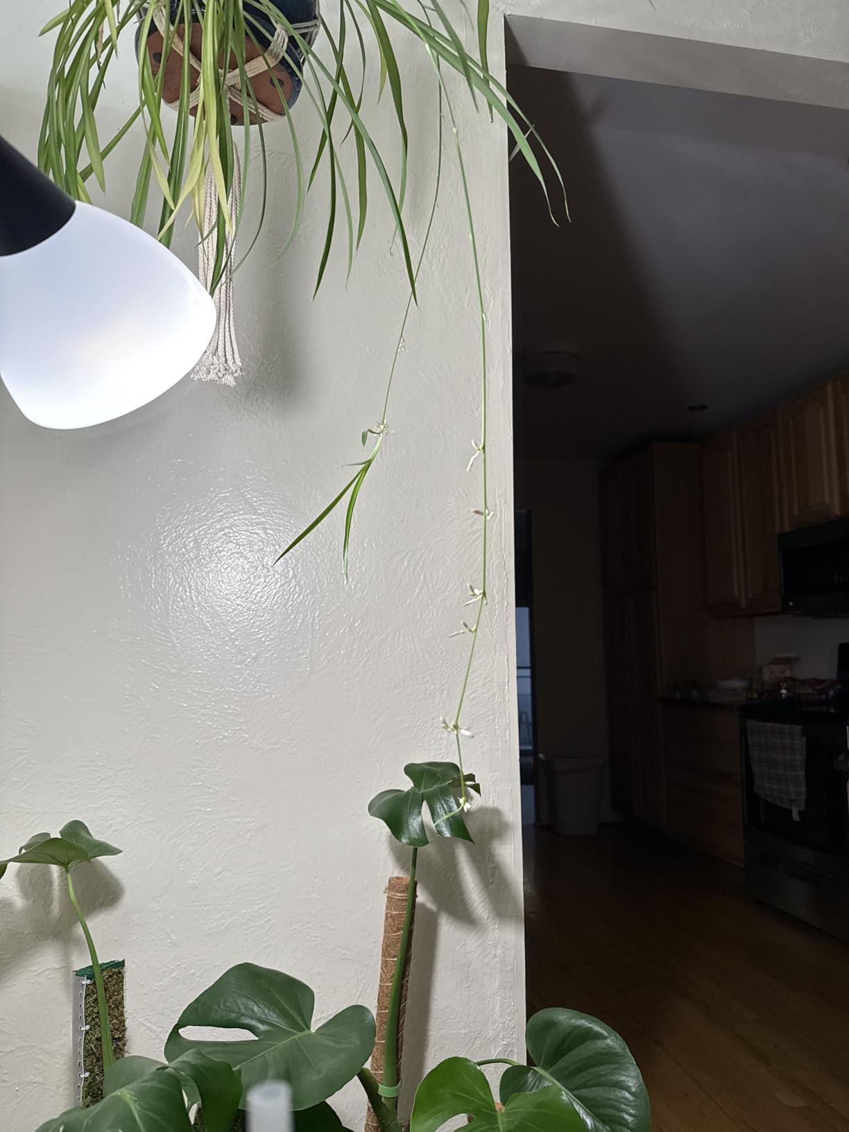 2 Pack LED Grow Light Bulbs，Full Spectrum Plant Light Bulb, 9W Replace 100W customer photo 1