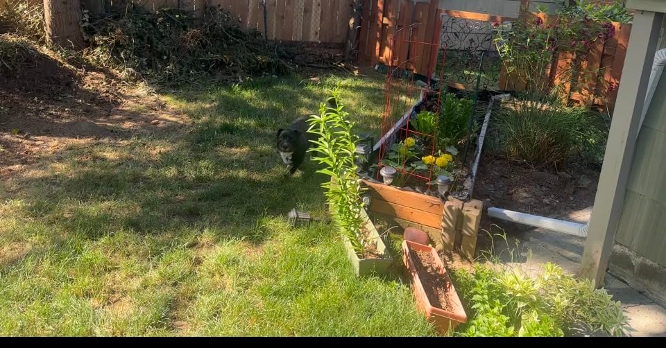 Farmer’s Secret Soil Revitalizer - Organic (OMRI Listed) Dirt Health Booster - Liquid Compost Soil Amendment - Activated Humic Acid - Great for Fall/Spring Application (32oz) customer photo 1