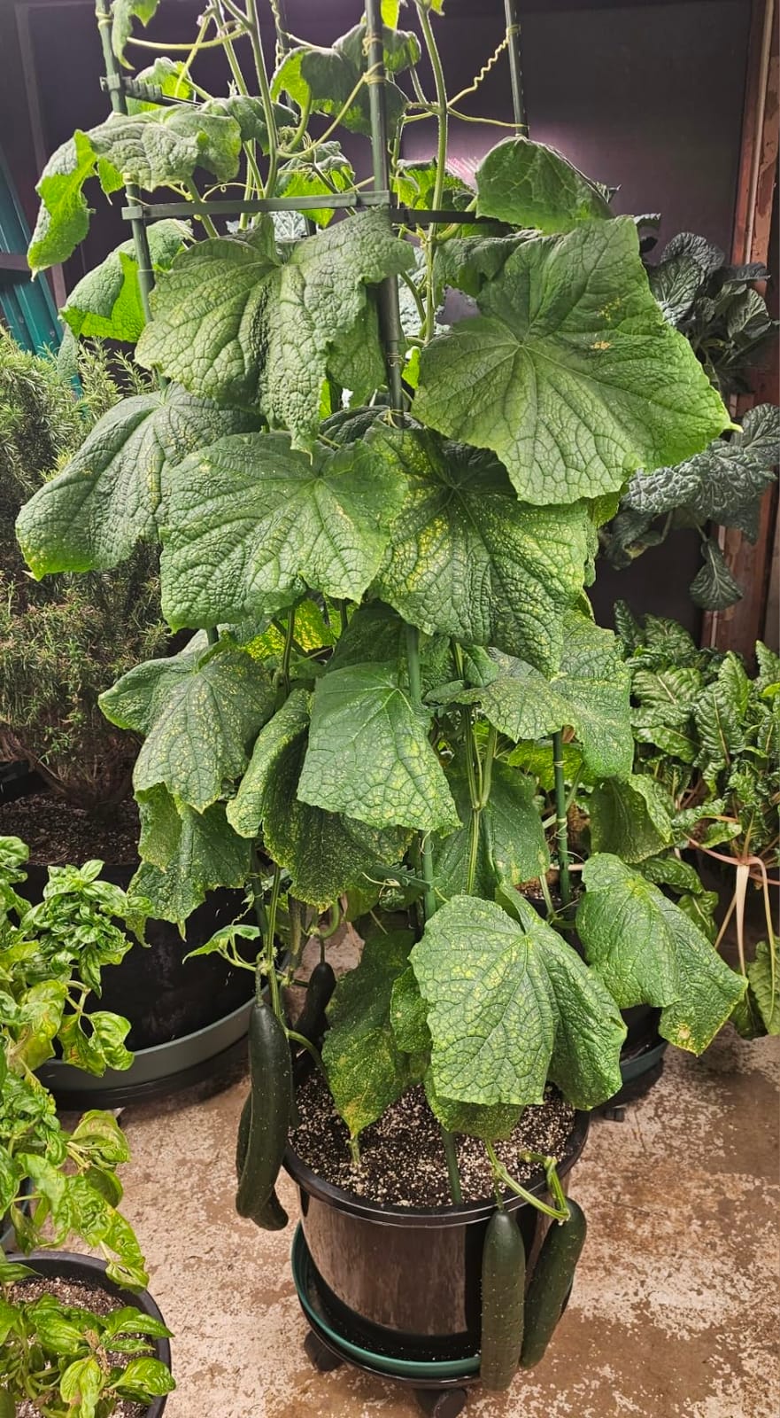 Farmer’s Secret Soil Revitalizer - Organic (OMRI Listed) Dirt Health Booster - Liquid Compost Soil Amendment - Activated Humic Acid - Great for Fall/Spring Application (32oz) customer photo 2