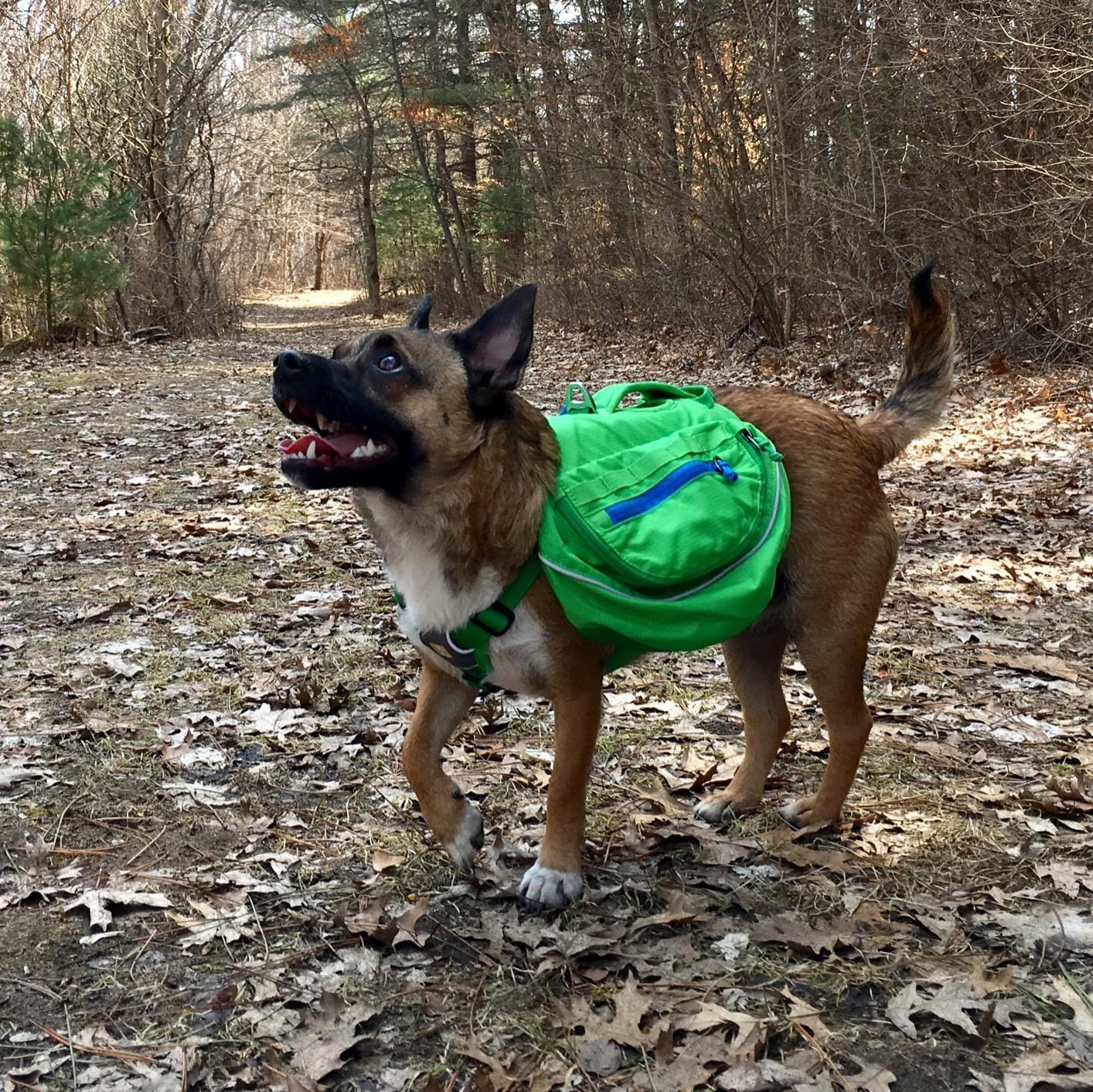 Ruffwear, Approach Pack Dog Backpack, Blue Dusk, Large/X-Large customer photo 1