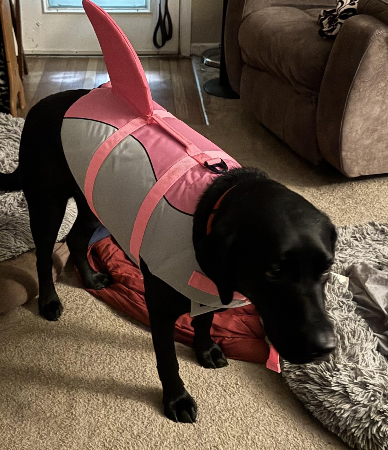 EMUST Large Dog Life Jacket, Pet Life Vests for Swimming, Small/Medium/Large Dog Flotation Vest with Rescue Handle for Water at Pool, Beach, Boating (XL,Pool Blue) customer photo 1