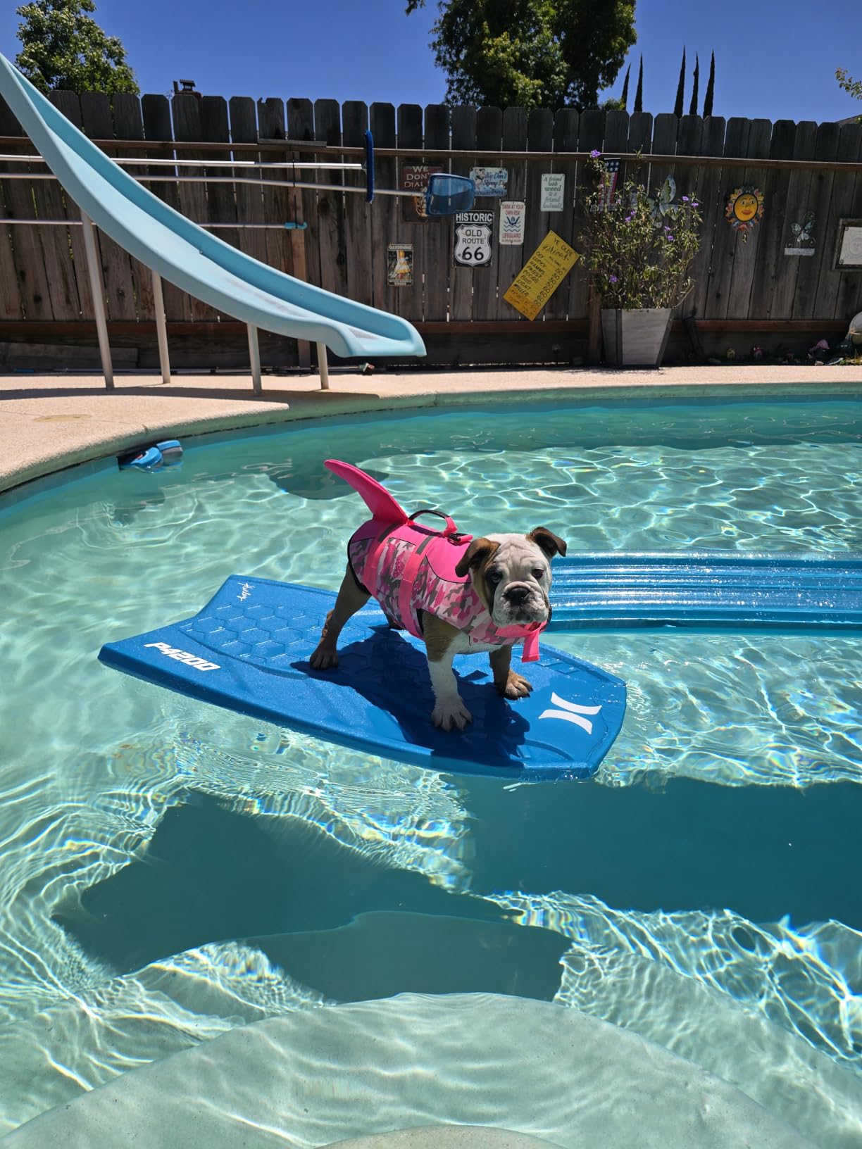 Queenmore Dog Life Jacket, Cute Shark Dog Life Vest for Swimming & Boating customer photo 1