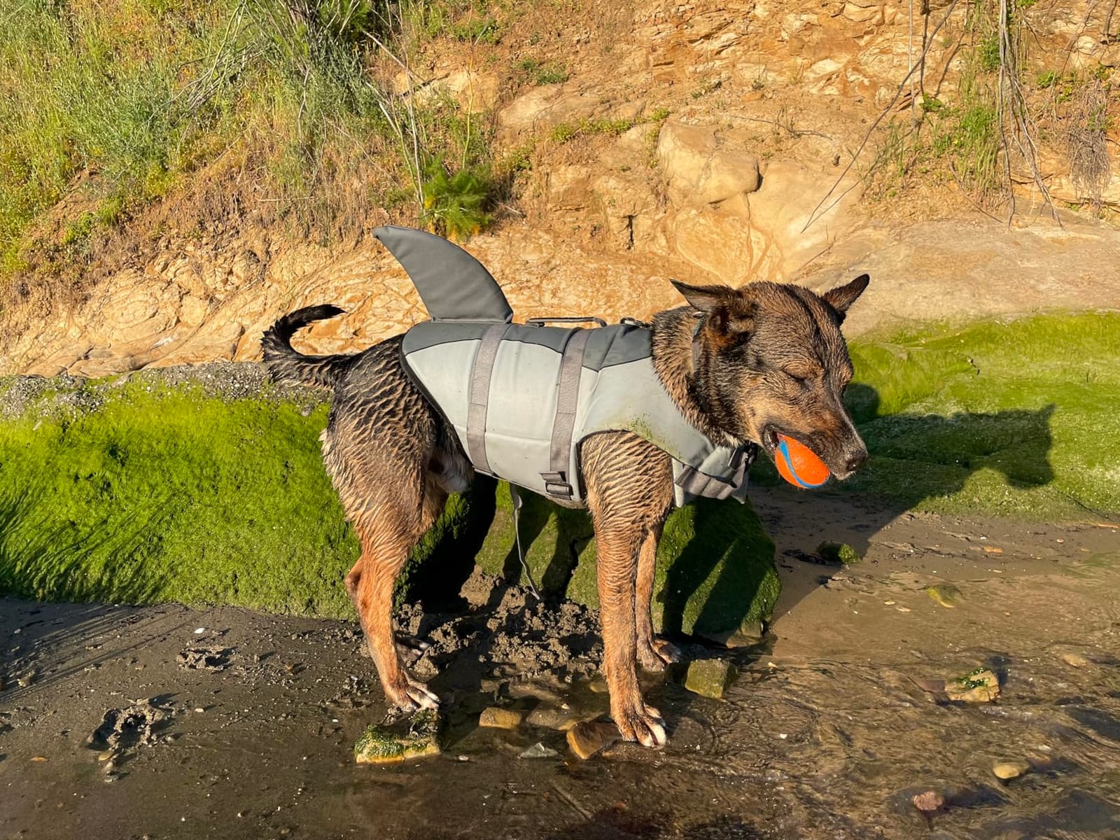 Queenmore Dog Life Jacket, Cute Shark Dog Life Vest for Swimming & Boating customer photo 2