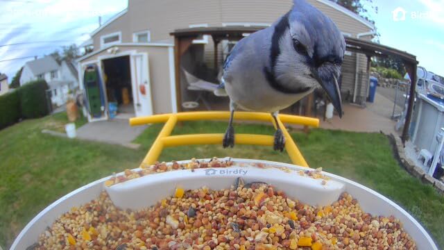 NETVUE by Birdfy Smart Bird Feeder with 2K AI Camera, Value for Beginners customer photo 2