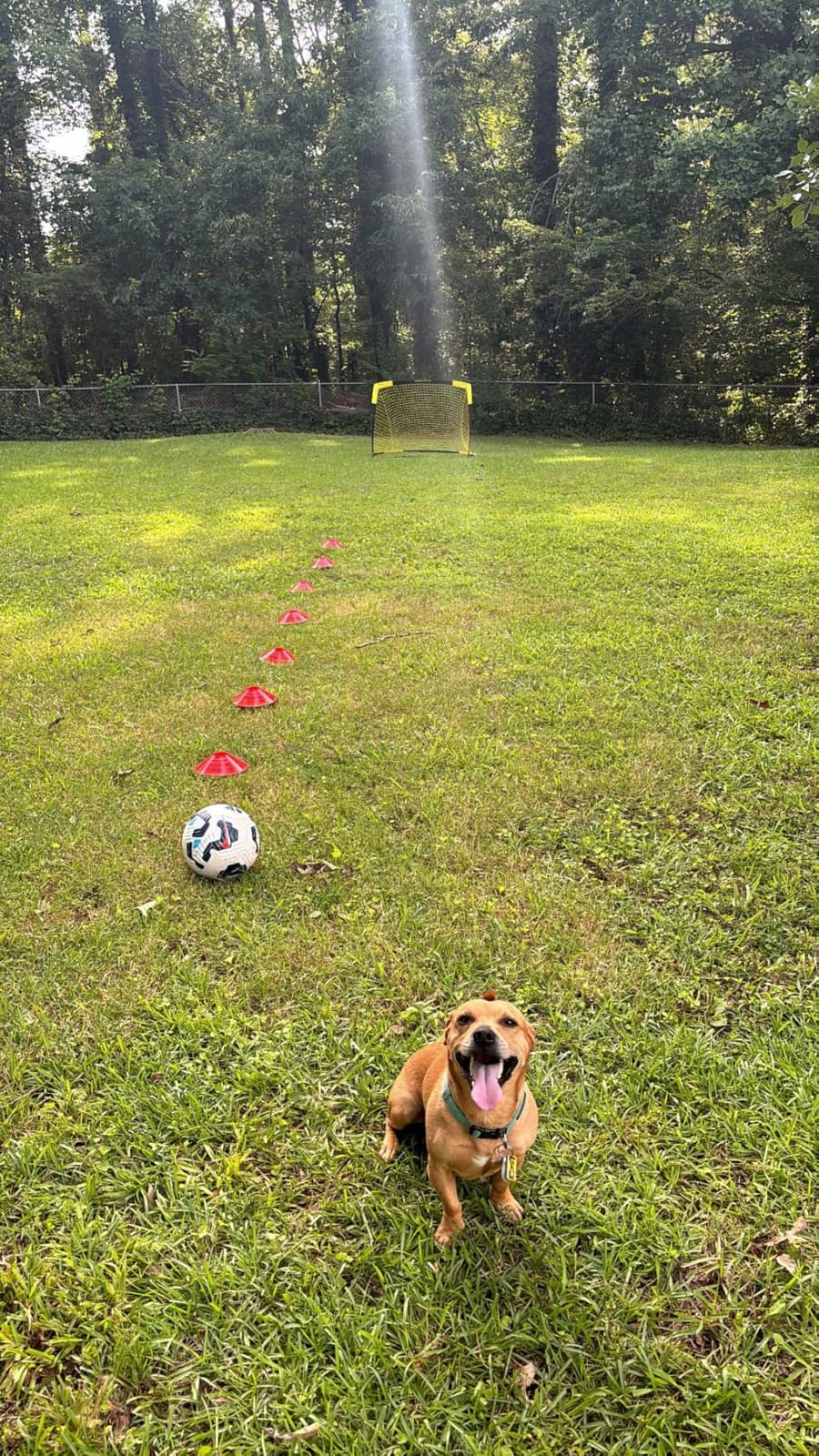 Happy Jump Portable Soccer Goal 7x5 & 5x3.6 FT, Large-Frame Training Net | Great for Kids Ages 6-14 Skill Development, Ideal for Backyard Park School Beach Indoor Outdoor, Easy Fold Durable Dacron Net customer photo 2