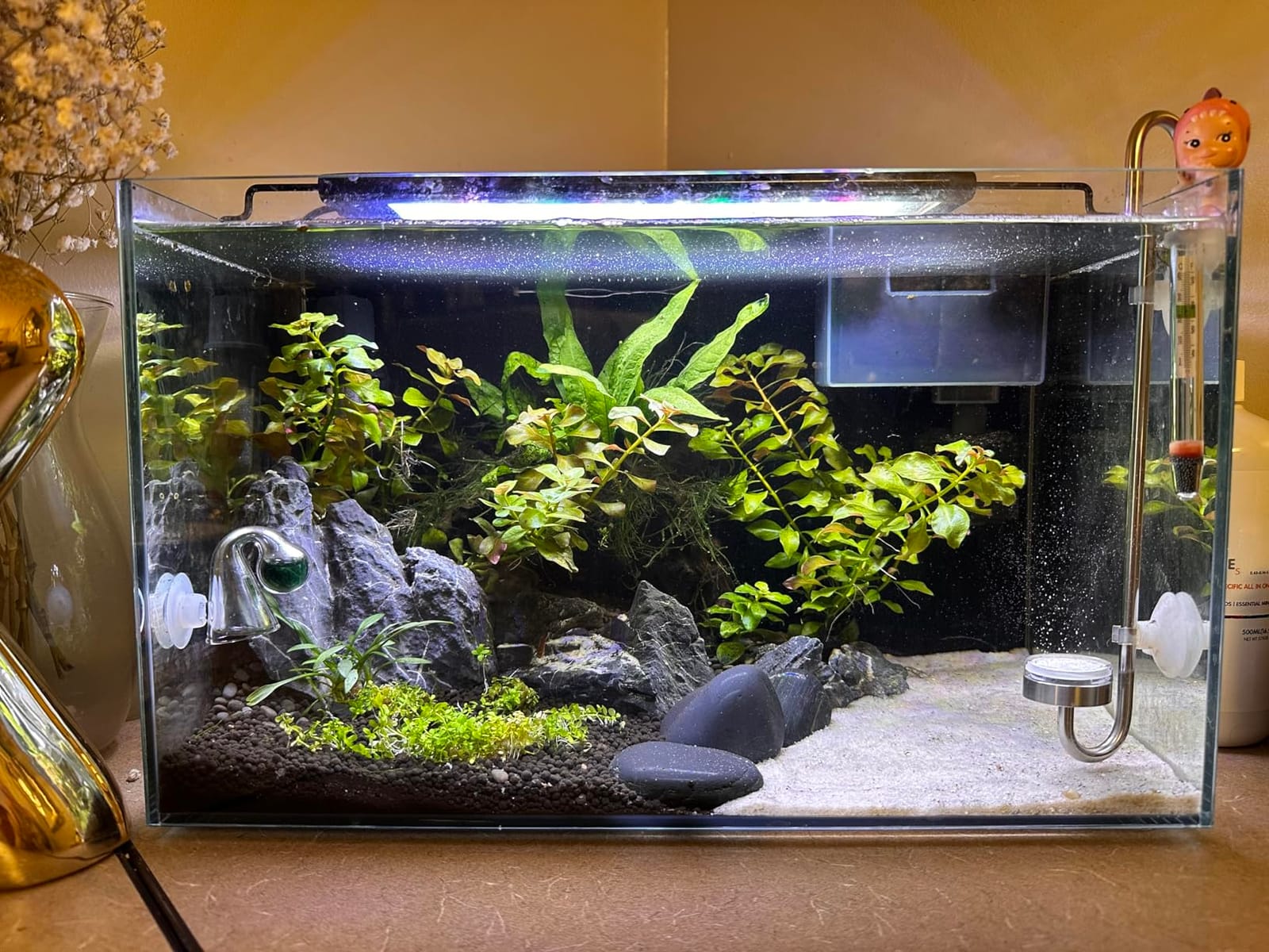 hygger Small Aquarium Betta Heater, Submersible Fish Tank Heater 10W/25W/50W/100W with LED Digital Display, Suitable for Marine Saltwater and Freshwater up to 5/10/16/26 Gallon customer photo 2