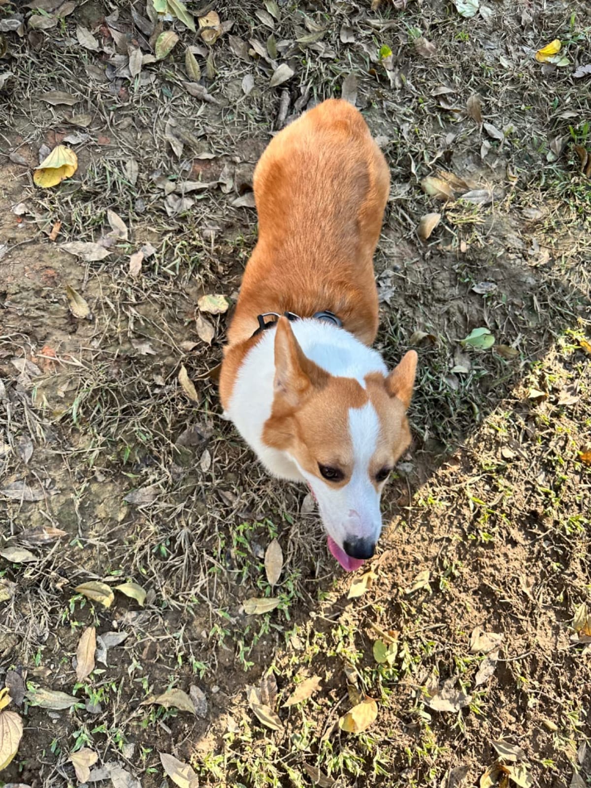 Aorkuler GPS Dog Tracker – No Phone, No Signal, No Subscription | Real-Time Direction & Distance Up to 3.5 Miles | Built for Hiking, Farms & Off-Grid Adventures (Tracker 2) customer photo 1