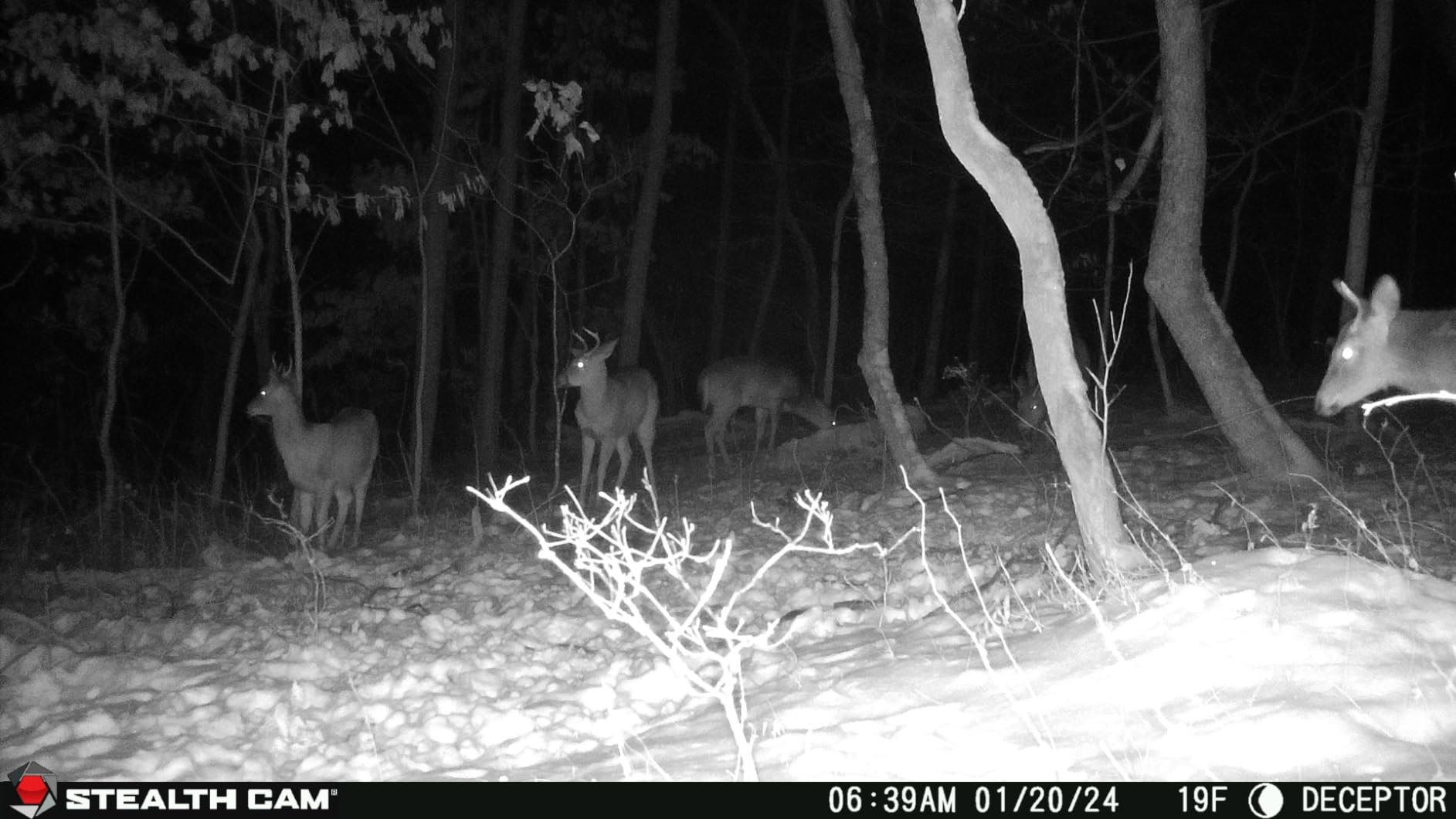Stealth Cam Deceptor No 80ft IR 40MP 1440P HD Cellular Trail Camera customer photo 1