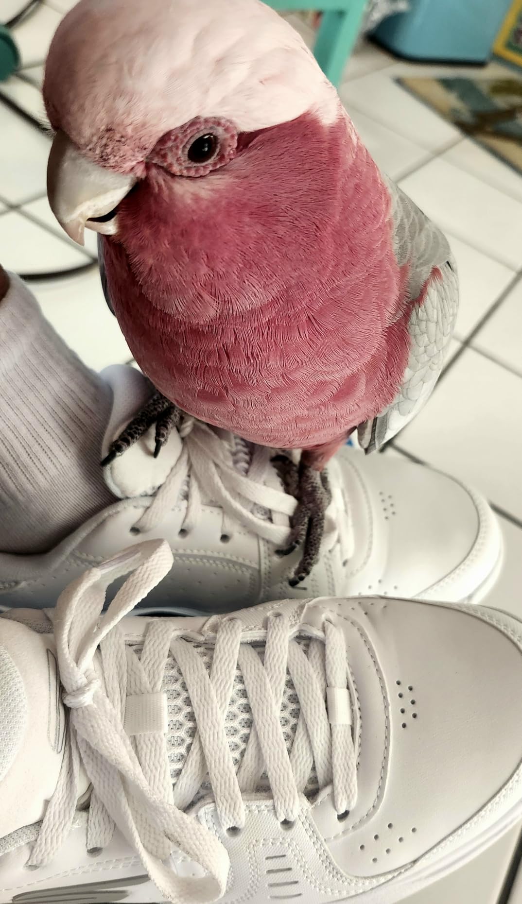 Skechers Go Train Viper Court Smash - Pickleball customer photo 2
