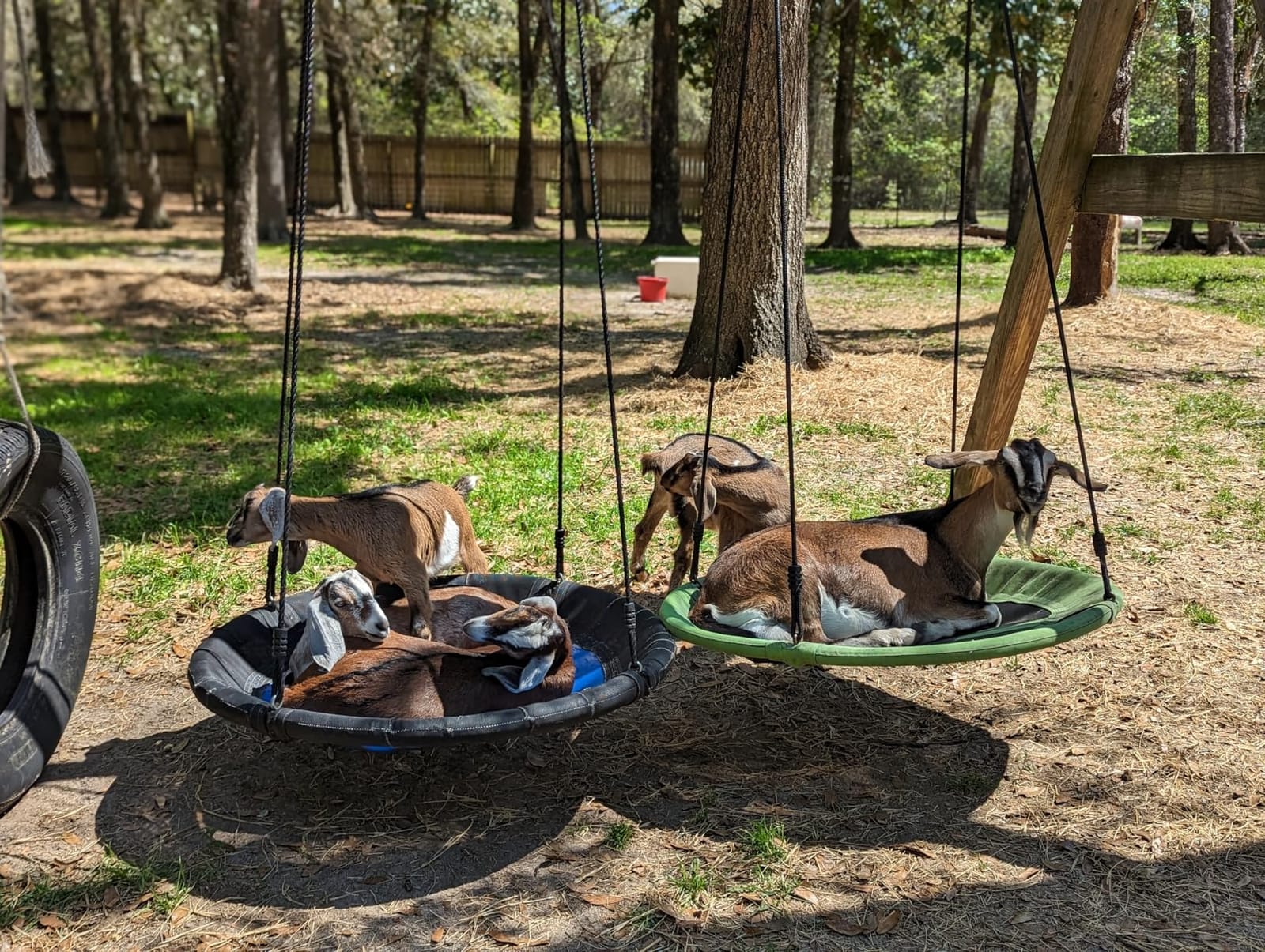 40 Inch Saucer Swing for Kids, Tree Swing with Adjustable Ropes and Straps customer photo 2