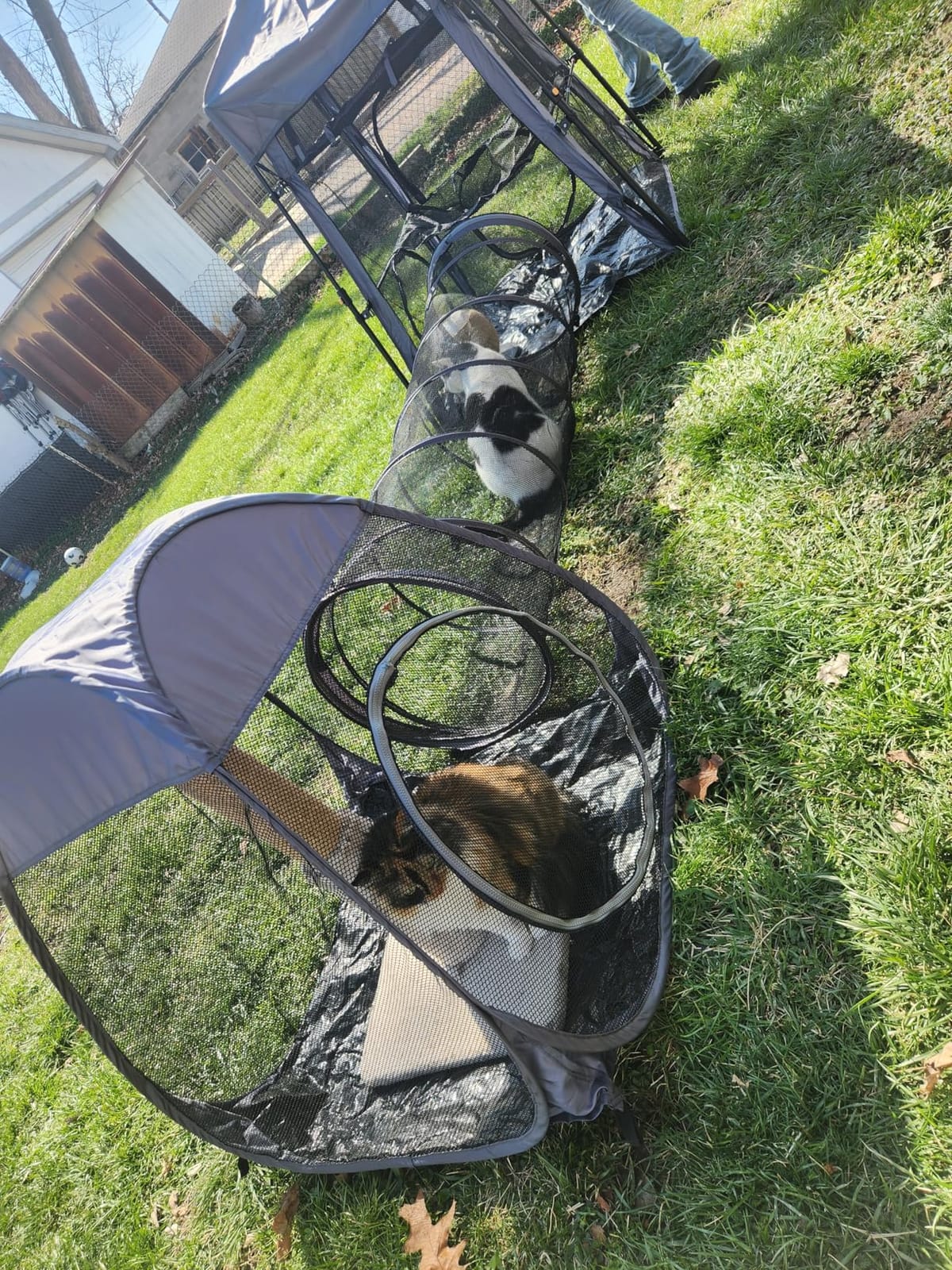 Catio Outdoor Cat Enclosure, 3-in-1 Extra Large Portable Cat Playpen with Tower Tent & Tunnel, Foldable Waterproof Mesh Catio for Indoor Outdoor Cats & Small Pets customer photo 1