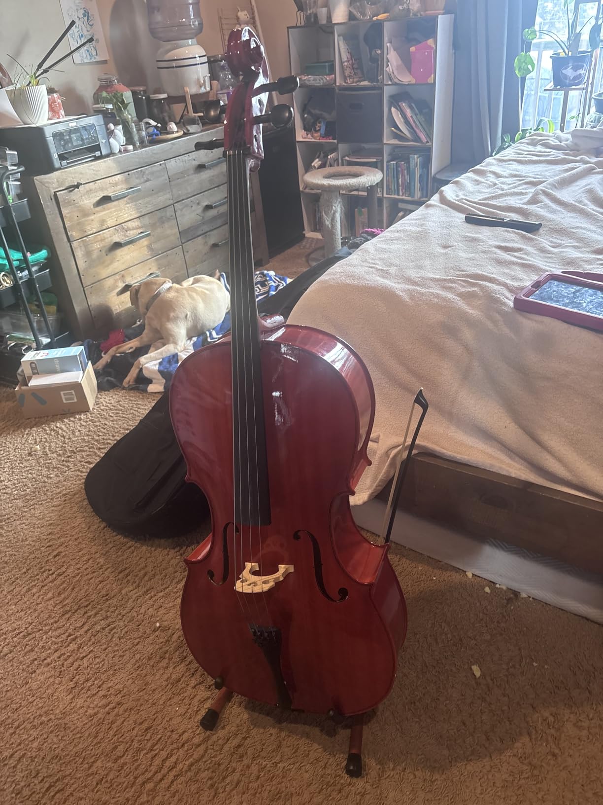 Cello Stand with Bow Holder, Mahogany Wood A-Shape Rack for Cello & Guitar customer photo 1