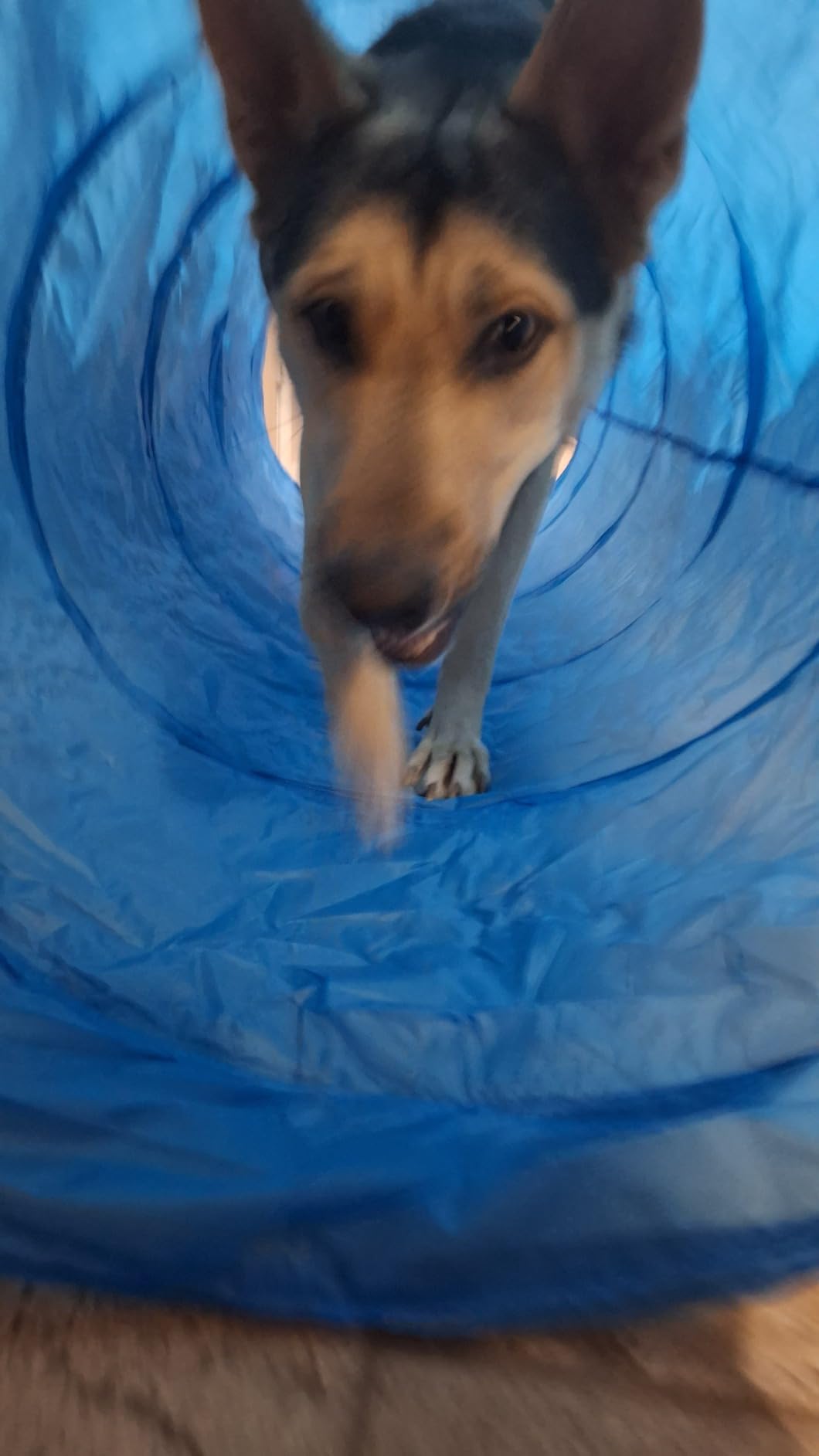 XiaZ Dog Agility Course Backyard Set, Dog Obstacle Course Training Starter Kit Pet Outdoor Game with Tunnel, Agility Hurdle, Weave Poles, Jump Ring, Pause Box, Collapsible Dog Bowls and Storage Bag customer photo 2