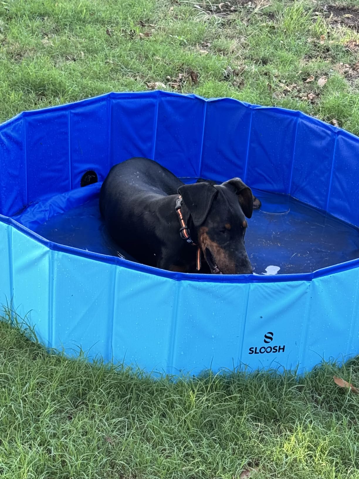 SLOOSH Foldable Dog Kiddie Pool - Portable Hard Plastic Doggie Swimming Pool, Anti-Slip Collapsible Pets Bath Tub Suitable for Kids Indoor Outdoor Backyard Use (Blue, 63