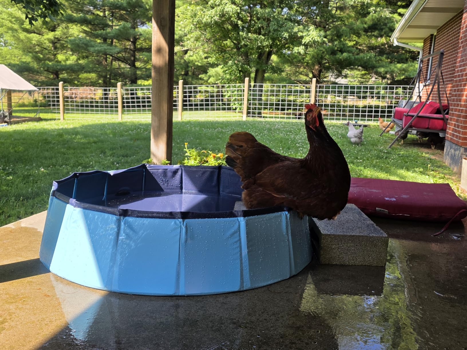 Dog Pool, Foldable Pet Swimming Pool with 6mm High-Strength PP Board, Hard Plastic Collapsible Doggy Pools for Small Dogs Kitty Duck,Non-Slip Doggie Bathtub Quick to Set Up and Drainage Hole(32x8in) customer photo 1