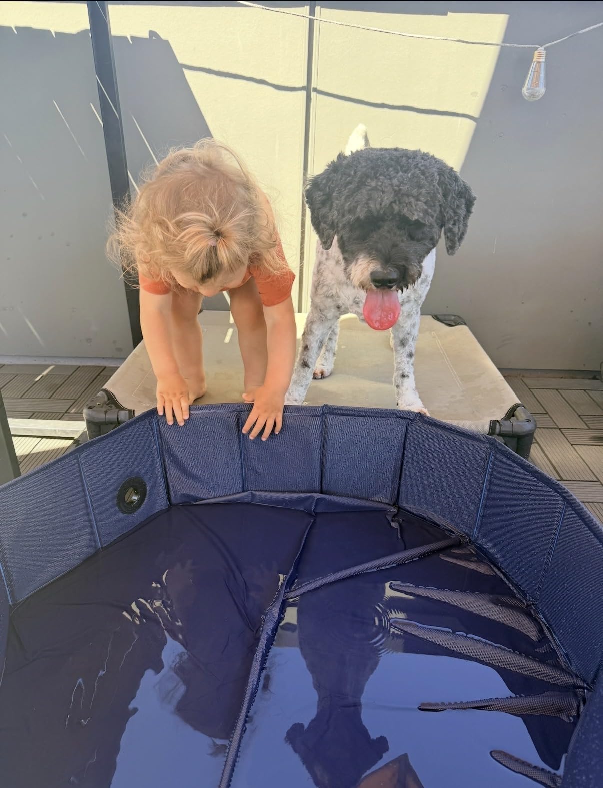 Dog Pool, Foldable Pet Swimming Pool with 6mm High-Strength PP Board, Hard Plastic Collapsible Doggy Pools for Small Dogs Kitty Duck,Non-Slip Doggie Bathtub Quick to Set Up and Drainage Hole(32x8in) customer photo 2