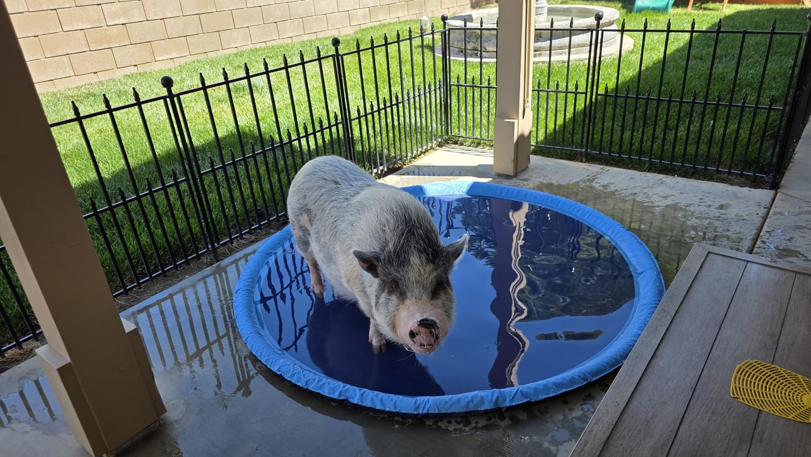 COMMOUDS Splash Pad for Kids and Dogs, Non-Slip Sprinkler Pad Thicken Pool Summer Outdoor Water Toys, Backyard Fountain Play Mat for Baby Toddlers Boys Girls Pet(67Inch) customer photo 2