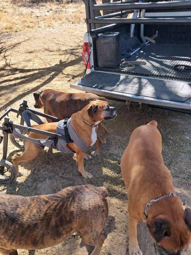 Adjustable Small Dog Wheelchair for Back Legs, Upgraded 5.5in Textured Wheel, Disabled Pets, Leg Brace, Mobility Aid for Small Pets, Hind Limb Rehabilitation, Older, Disabled (S(Chest 13.4-17.7in)) customer photo 1