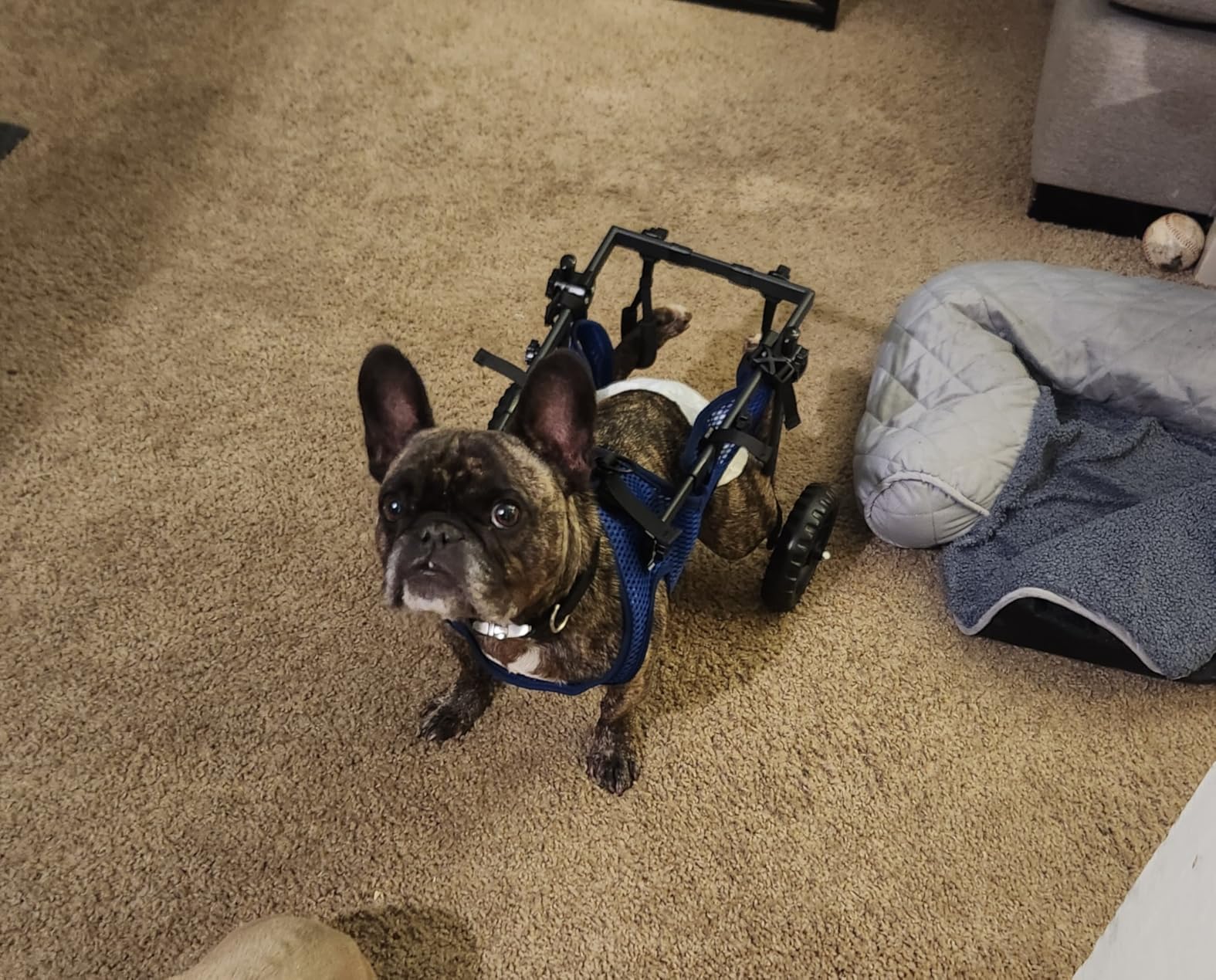 Adjustable Small Dog Wheelchair for Back Legs, Upgraded 5.5in Textured Wheel, Disabled Pets, Leg Brace, Mobility Aid for Small Pets, Hind Limb Rehabilitation, Older, Disabled (S(Chest 13.4-17.7in)) customer photo 2