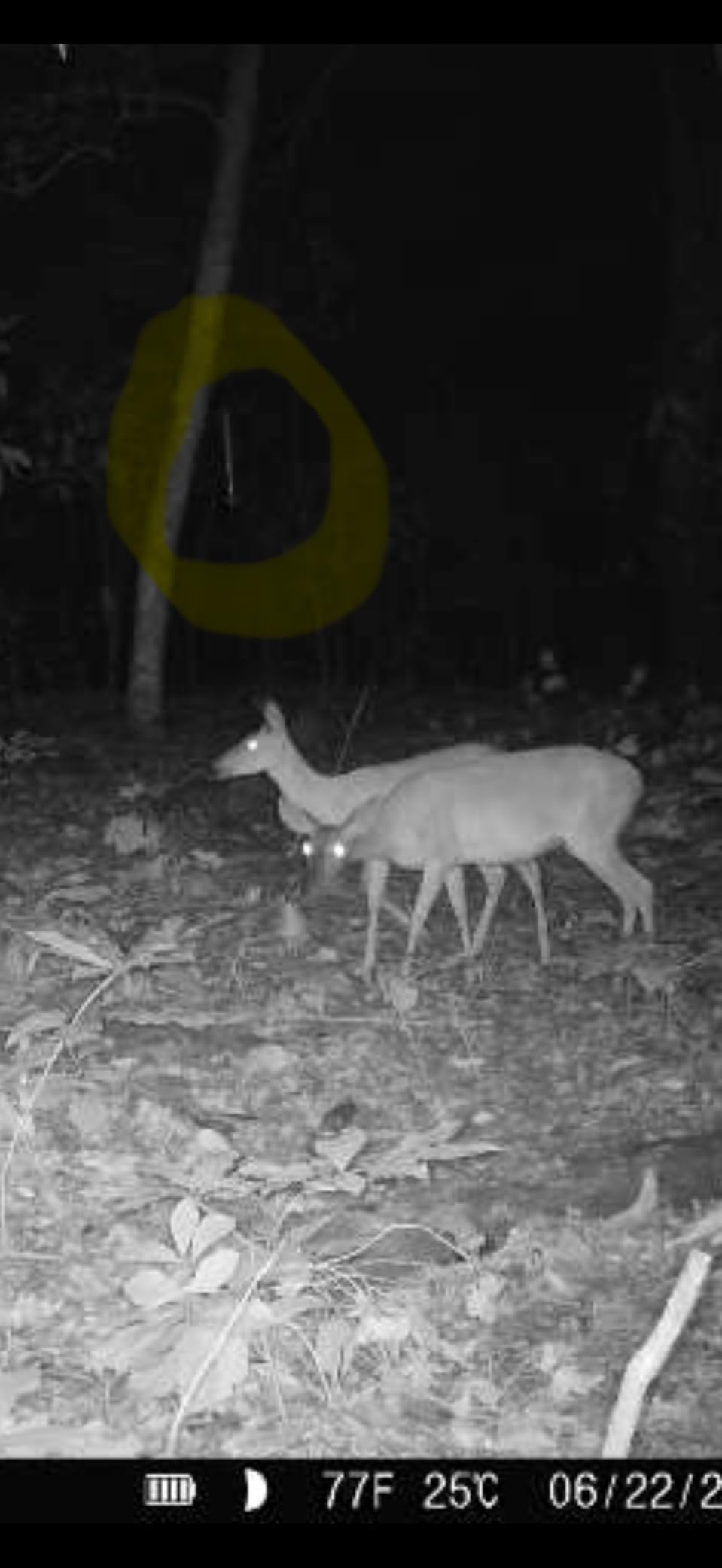Moultrie All-in-One Hanging Deer Feeder - 30 Lb, Bluetooth App customer photo 2