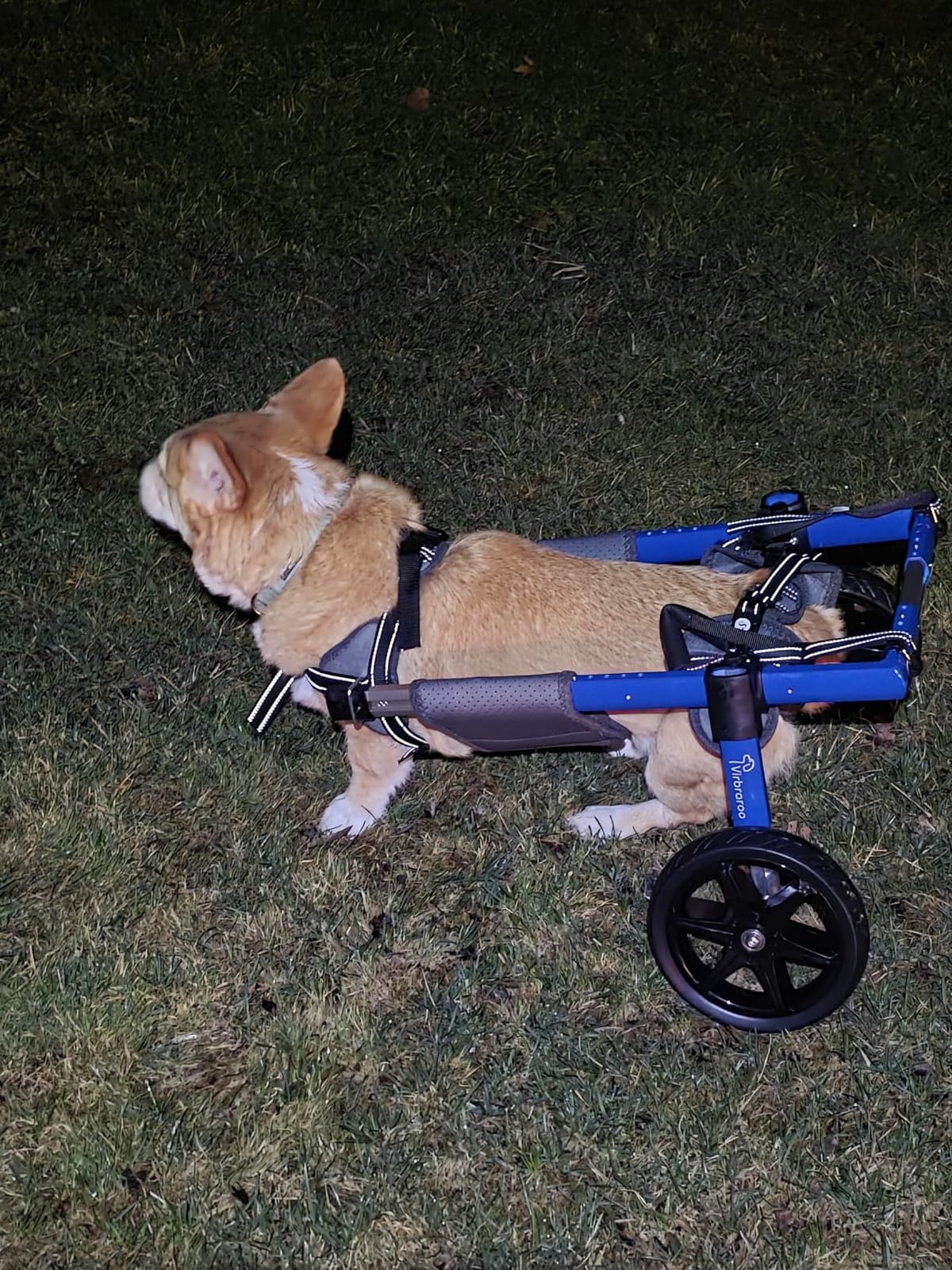 Dog Wheelchair for Back Legs – Adjustable Dog Wheelchair, Aluminum Frame with Padded Harness, All-Terrain Wheels for Medium Dogs, Corgi Dachshund Mobility Support Cart for Back Legs customer photo 1