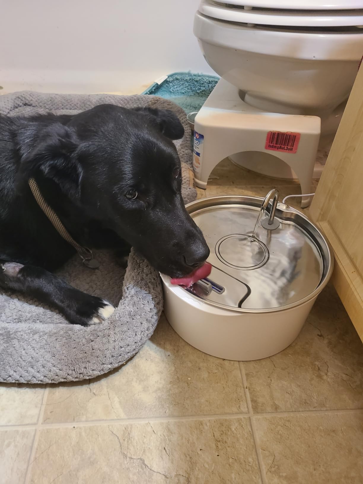 Pektaco Dog Water Fountain for Large Dogs, Stainless Steel Tray, 1 Filter customer photo 1